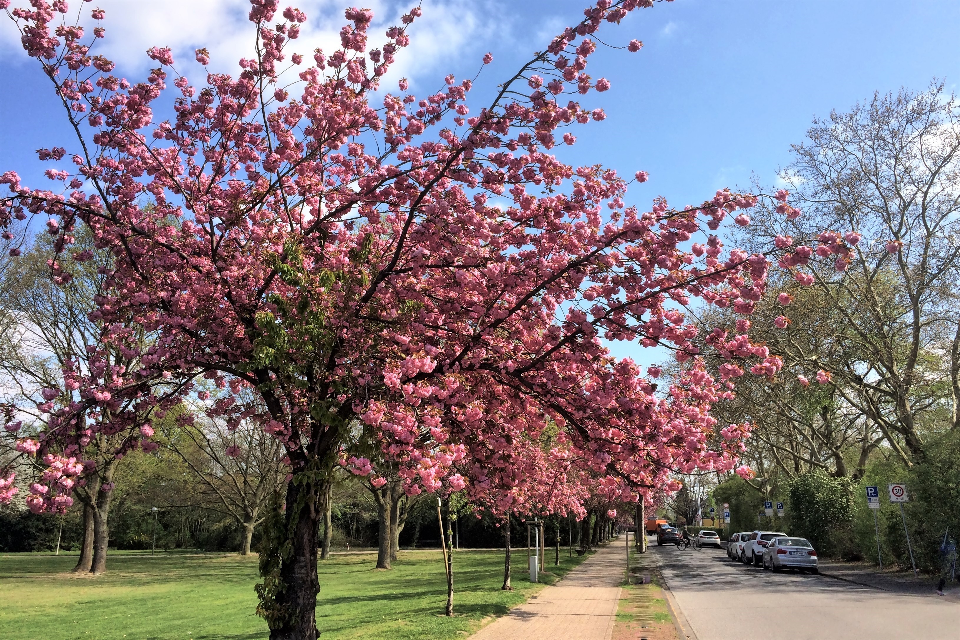 Kirschblüte auf der Büdericher Allee.