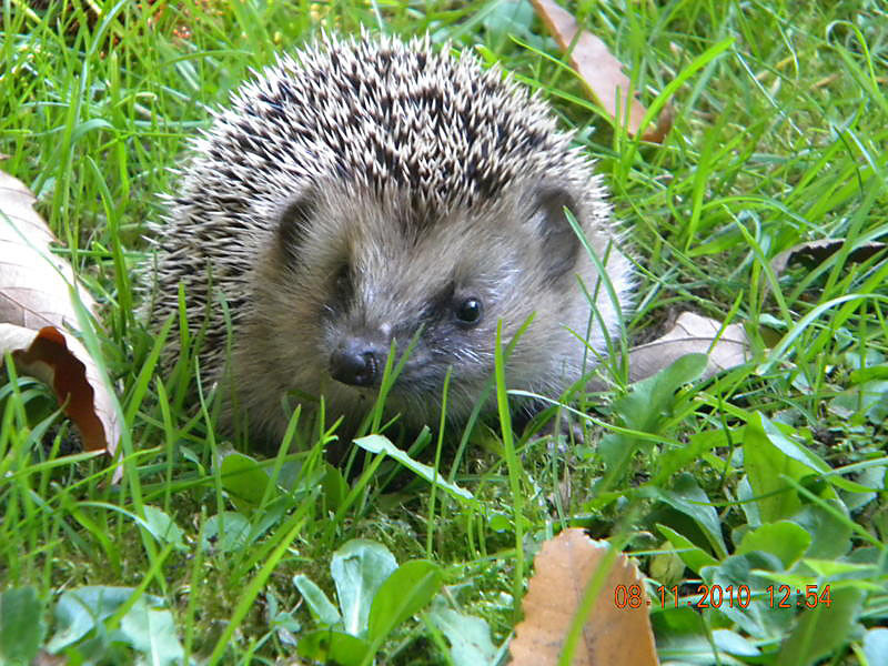 Junger Igel.