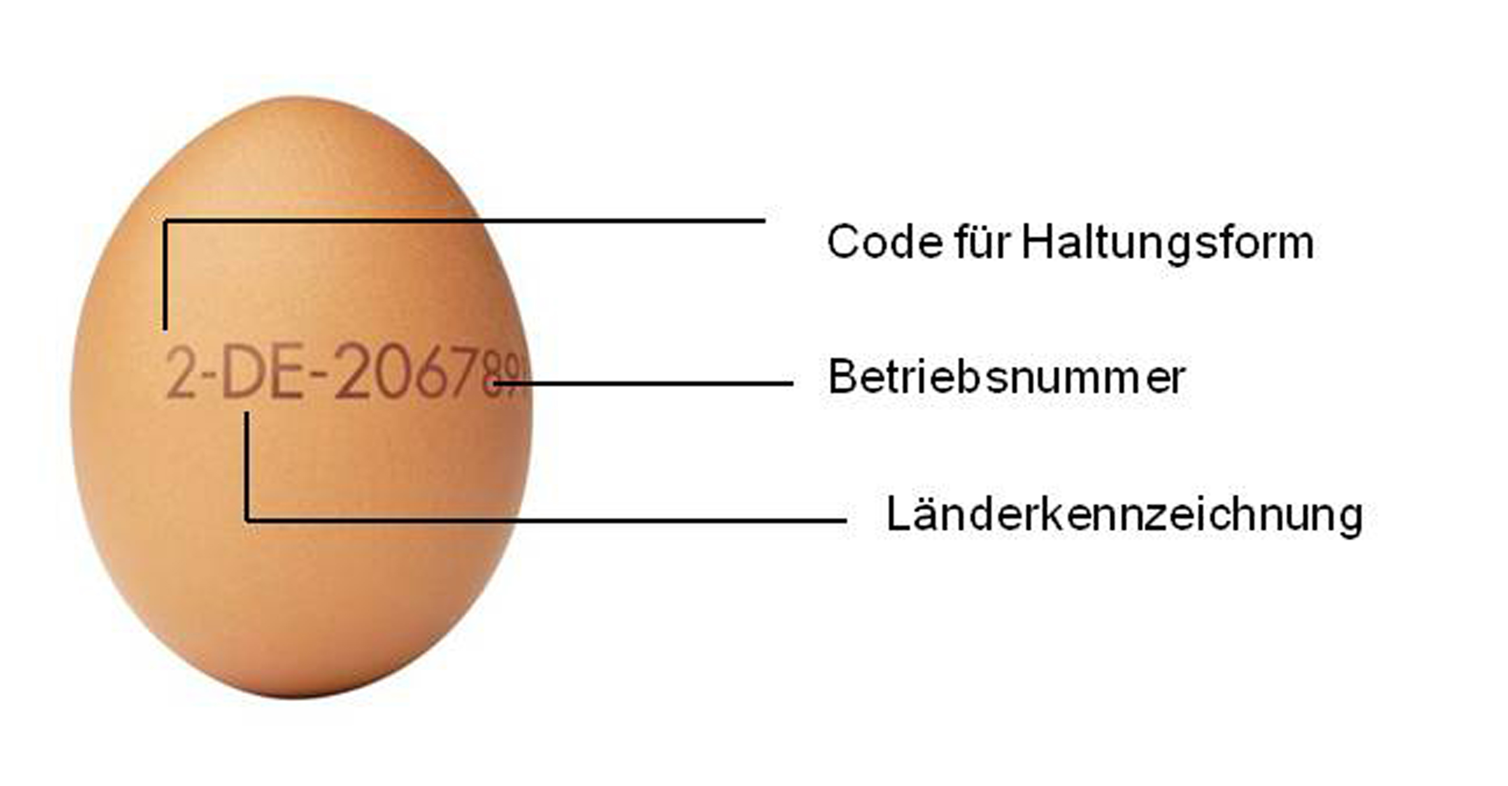Die aufgestempelte Nummer auf dem Ei schafft bei den Dortmundern mehr Klarheit beim Einkauf über Erzeugerland und Haltungsform.