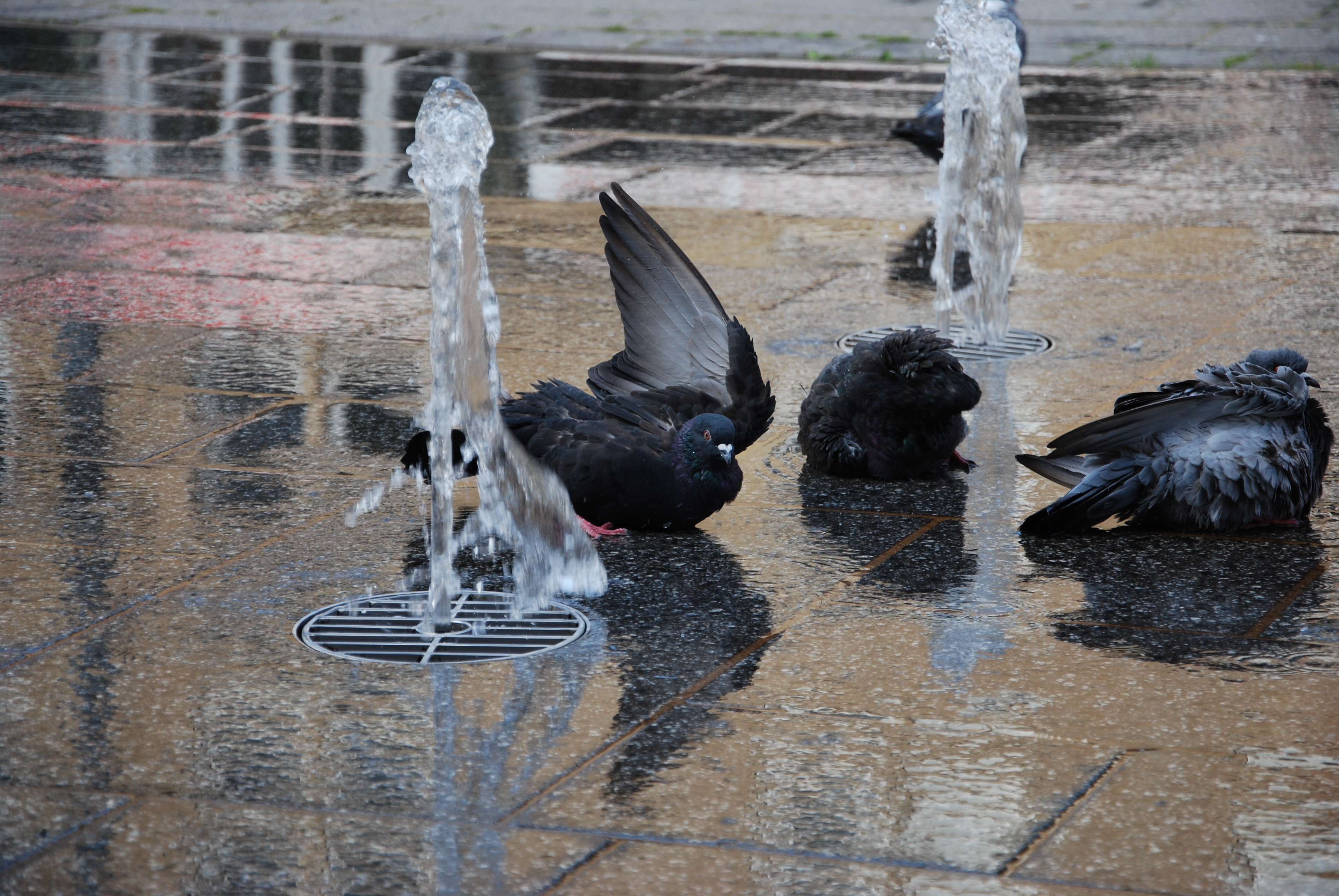Auch die Tauben wissen das Wittener Wasser zu schätzen, hier auf dem Berliner Platz.
