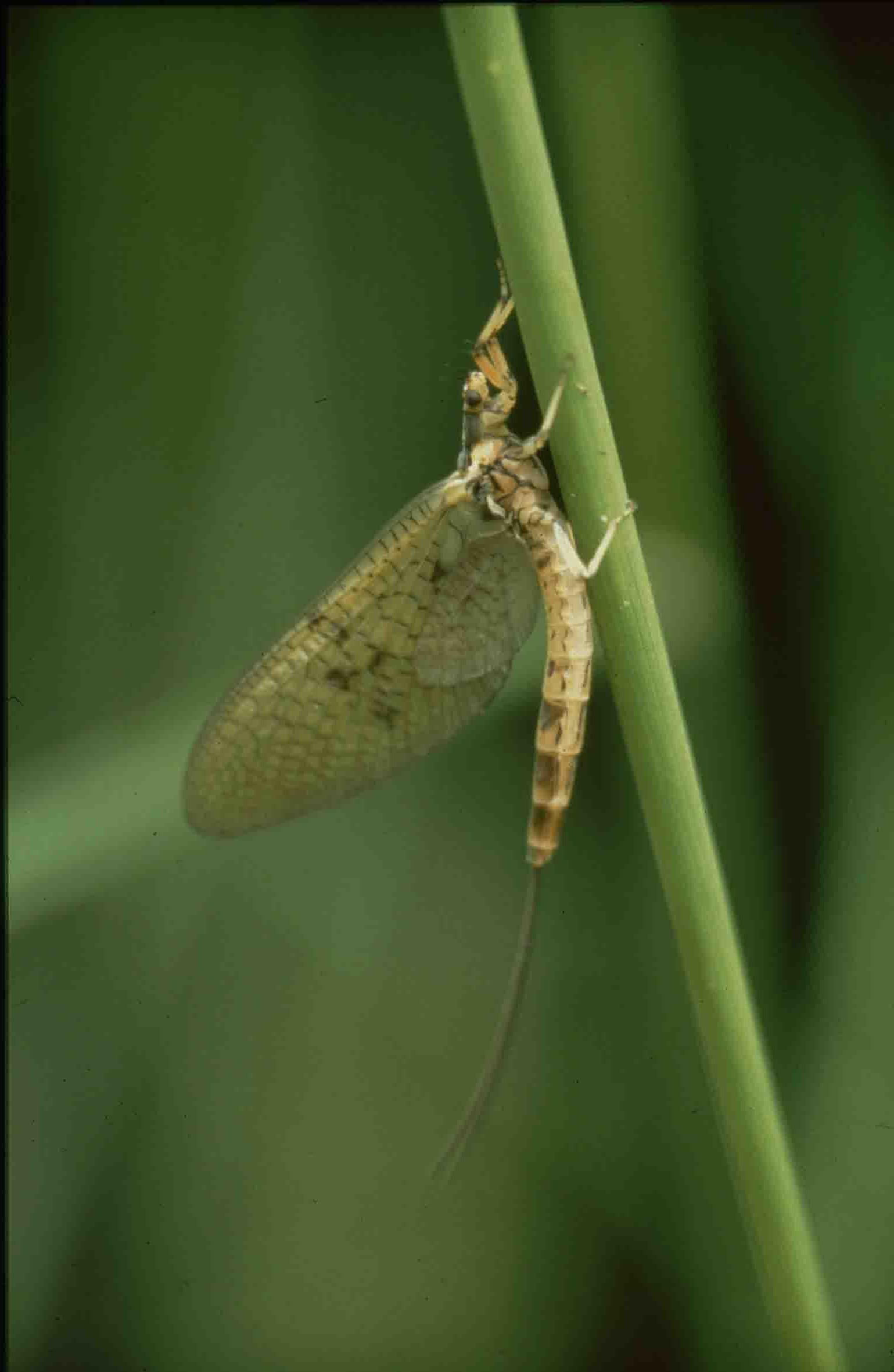 Eine ausgewachsene Eintagsfliege am Gewässer. Foto: EGLV