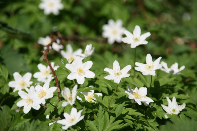 Die Buschwindröschen-Teppiche unter den noch lichten Buchen sind ein Markenzeichen des Dortmunder Fredenbaumparks. Die im Frühjahr weiß und rosa blühende Pflanze gab dem Preis des Freundeskreises seinen Namen.