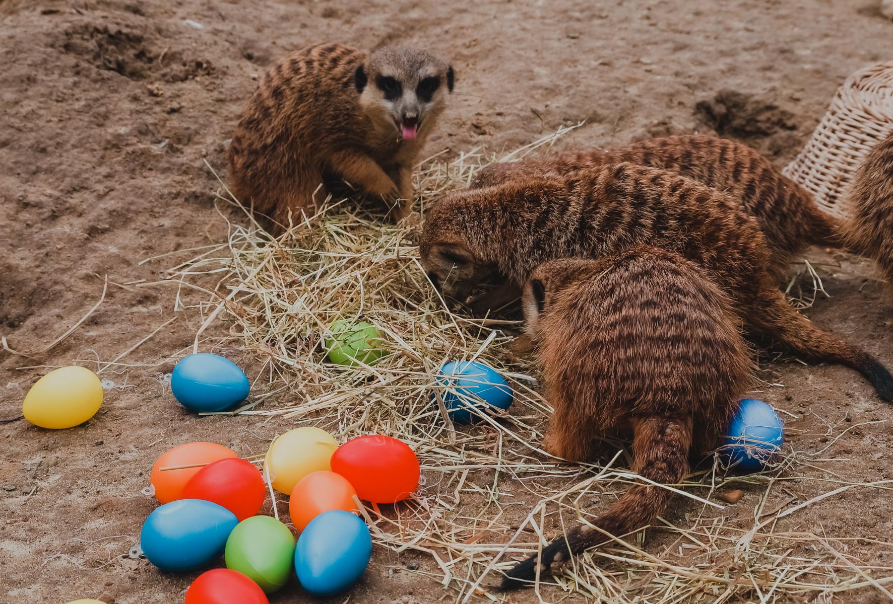 Ostern bei den Erdmännchen.