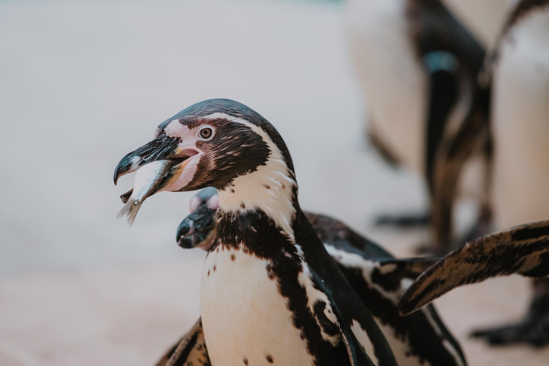 Die Humboldt-Pinguine stehen im Mittelpunkt der Pinguinwoche. Ostern bei den Erdmännchen.