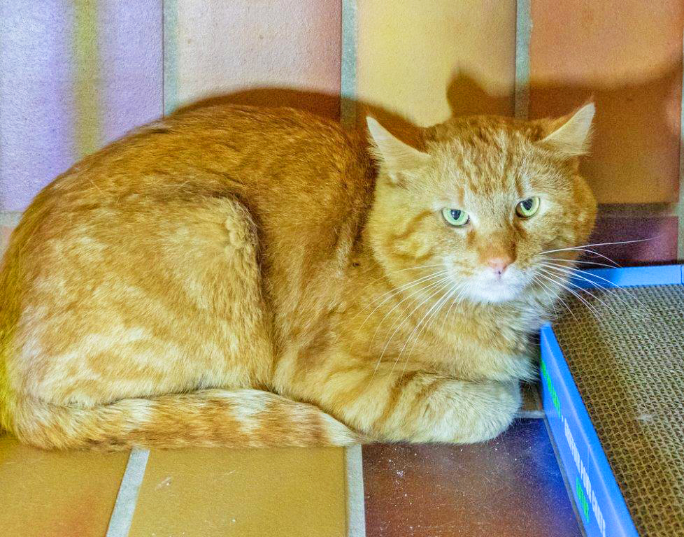 568: Kater, nicht kastriert; gefunden am 12. April am Von-Ossietzky-Ring in Horst