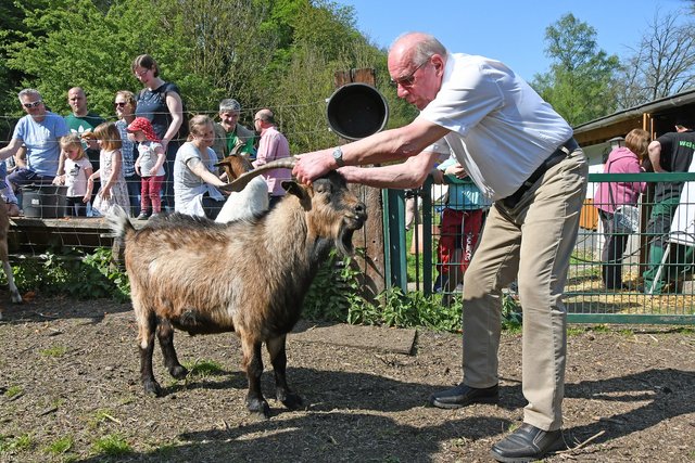 Zwei Leit-Böcke, die sich verstehen: Bezirksbürgermeister Manfred Kuhmichel (von Anfang an Fan und Unterstützer des Tiergehege Wichteltal-Teams) und sein Paten-Ziegenbock Diego Manni II. Kuhmichel. Eine Ziegenpatenschaft kostet pro Jahr 120 Euro, allerdings kommt das Geld keinem Einzeltier, sondern der gesamten Herde (z.B. für Futter, tierärztliche Versorgung etc.) zugute. Mehr dazu unter: www.wichteltal.de