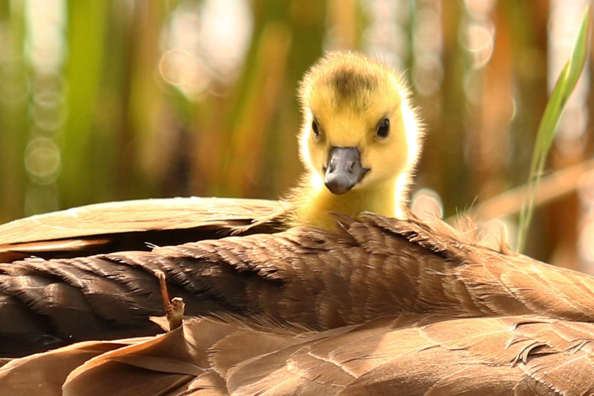 Tierkinder sind einfach niedlich. Foto: lokalkompass.de / Simona Fröhlich