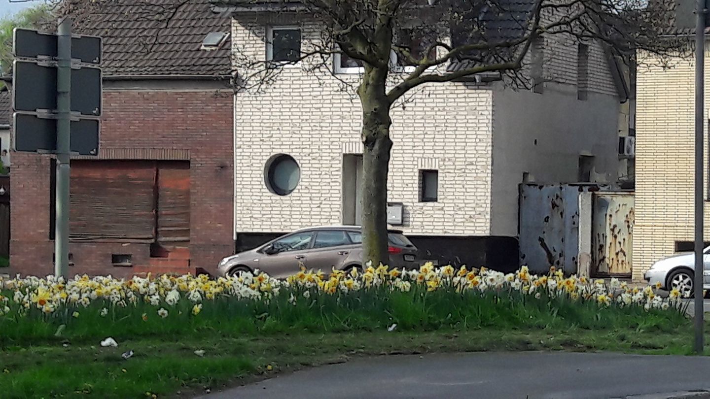 Die Blumen im Vordergrund täuschen über die heruntergekommenen Häuser hinweg. Aufgenommen in Duisburg. Foto: Dabitsch