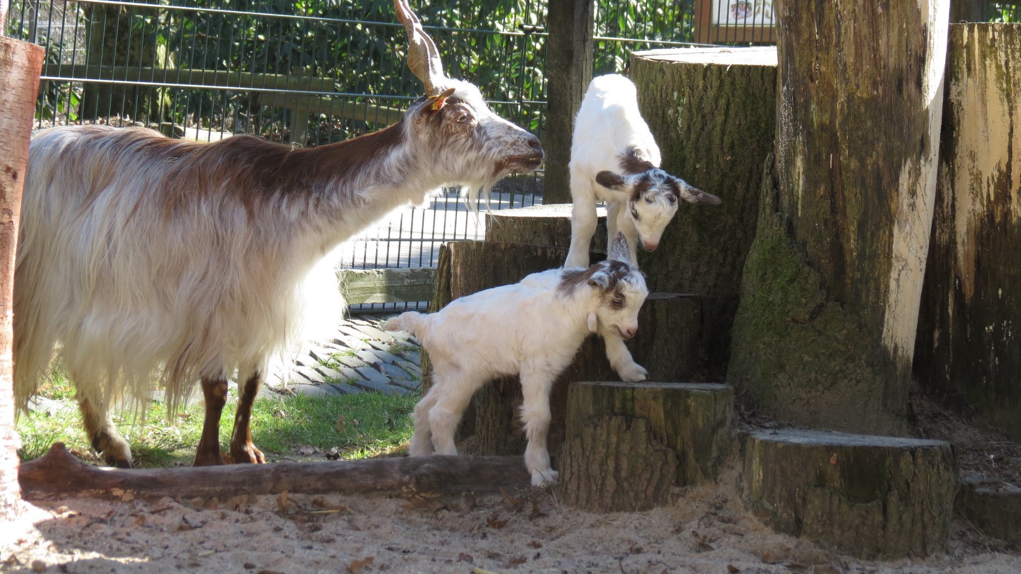 Der Tierpark im Recklinghäuser Stadtgarten freut sich über Nachwuchs.