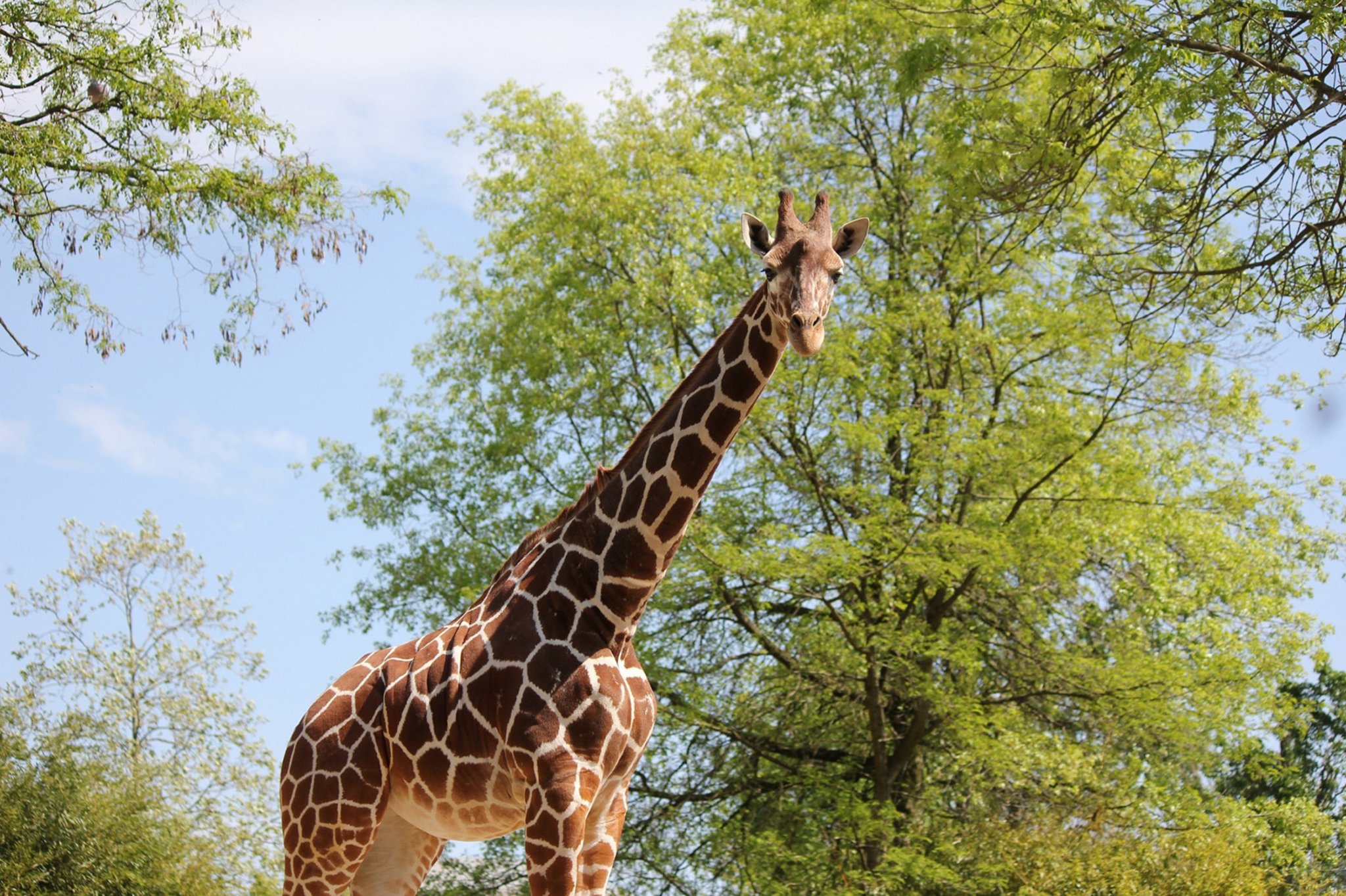 Ozarbayjonlik fohishalarning suratlari Porno Karina Shubert