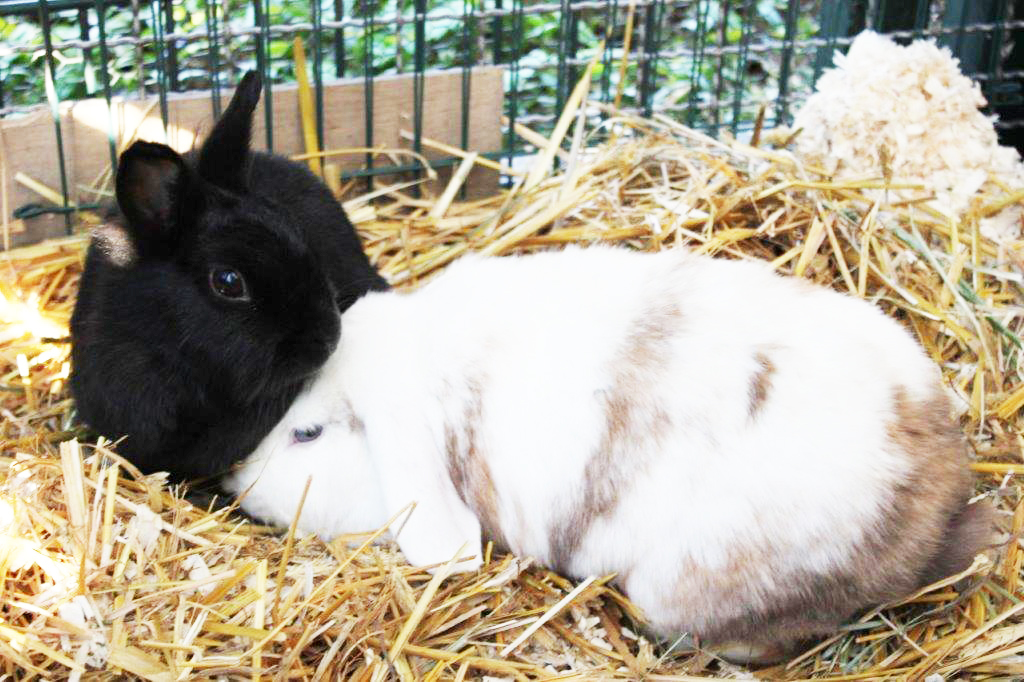 Wer schenkt den süßen Fellnasen ein schönes gemeinsames Zuhause? Foto: Tierheim Essen