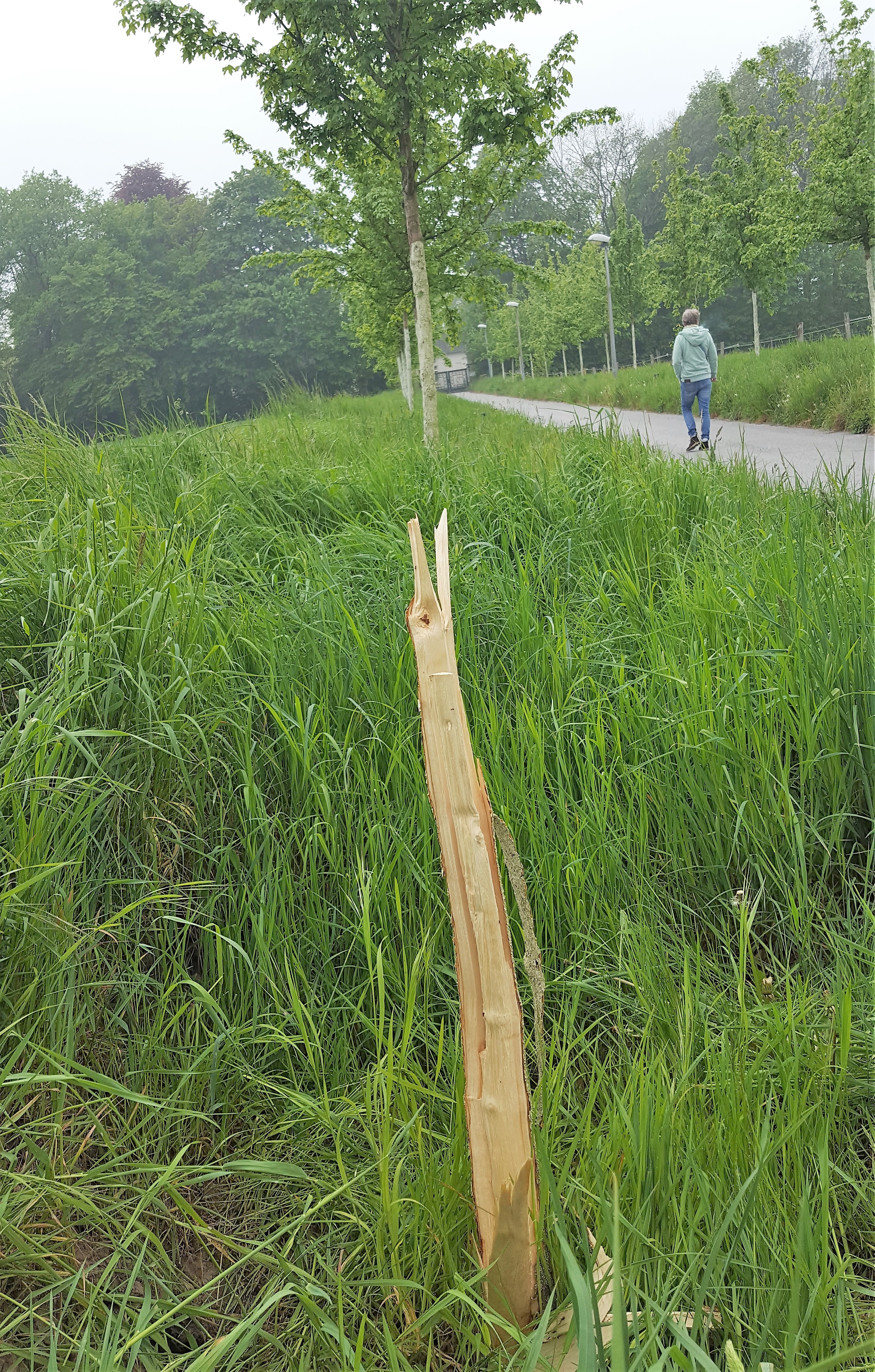 In der Allee zur ehemaligen LVR-Klinik wurden mehrere Ahornbäume abgerissen.
Foto: Henschke