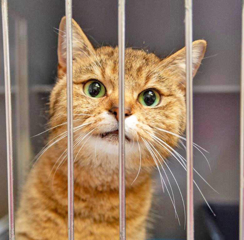 671: Katze, weiblich, gefunden am 28. April am Philosophenweg in Freisenbruch