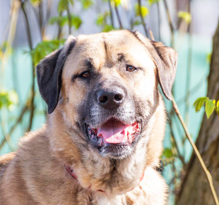 Wer nimmt den hübschen Aslan bei sich auf? Foto: Tierheim Essen