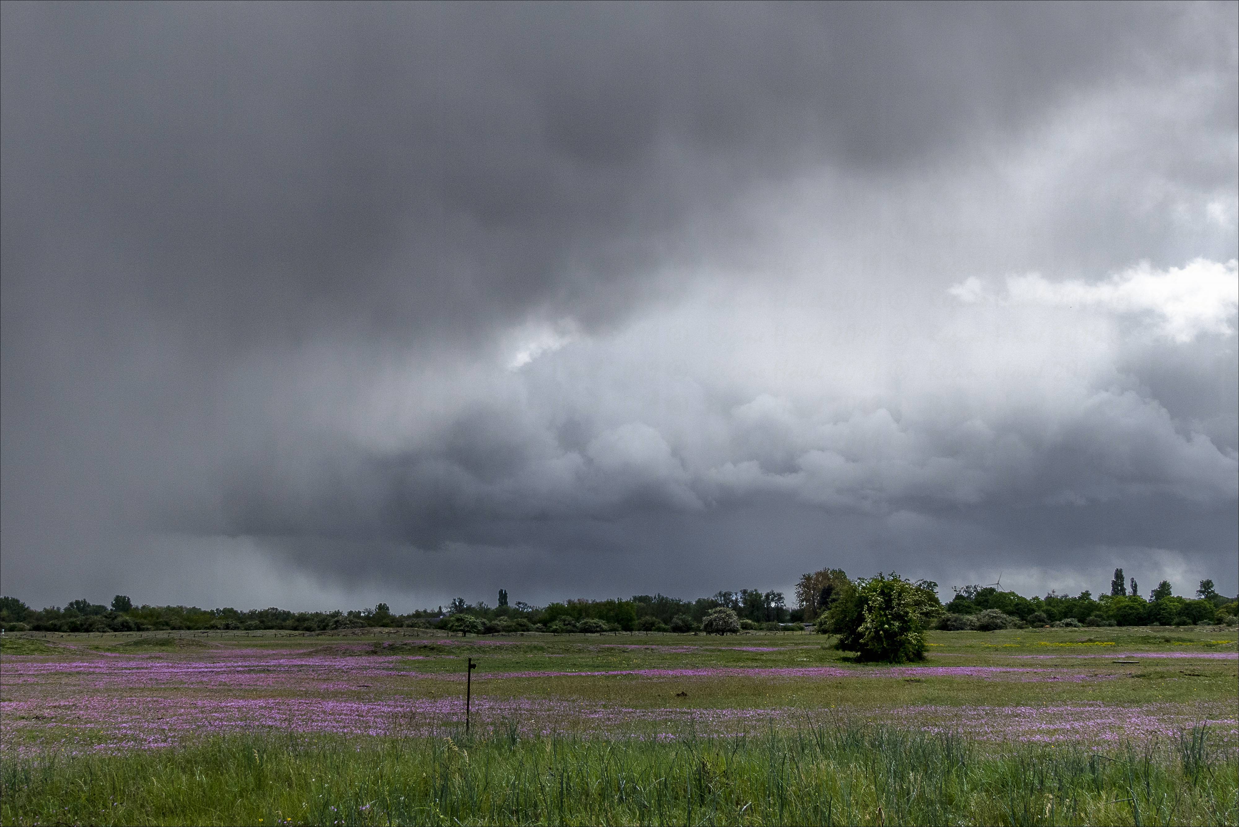 Reiherschnabel bringt Farbe auf den Sandboden unter dramatischem Himmel