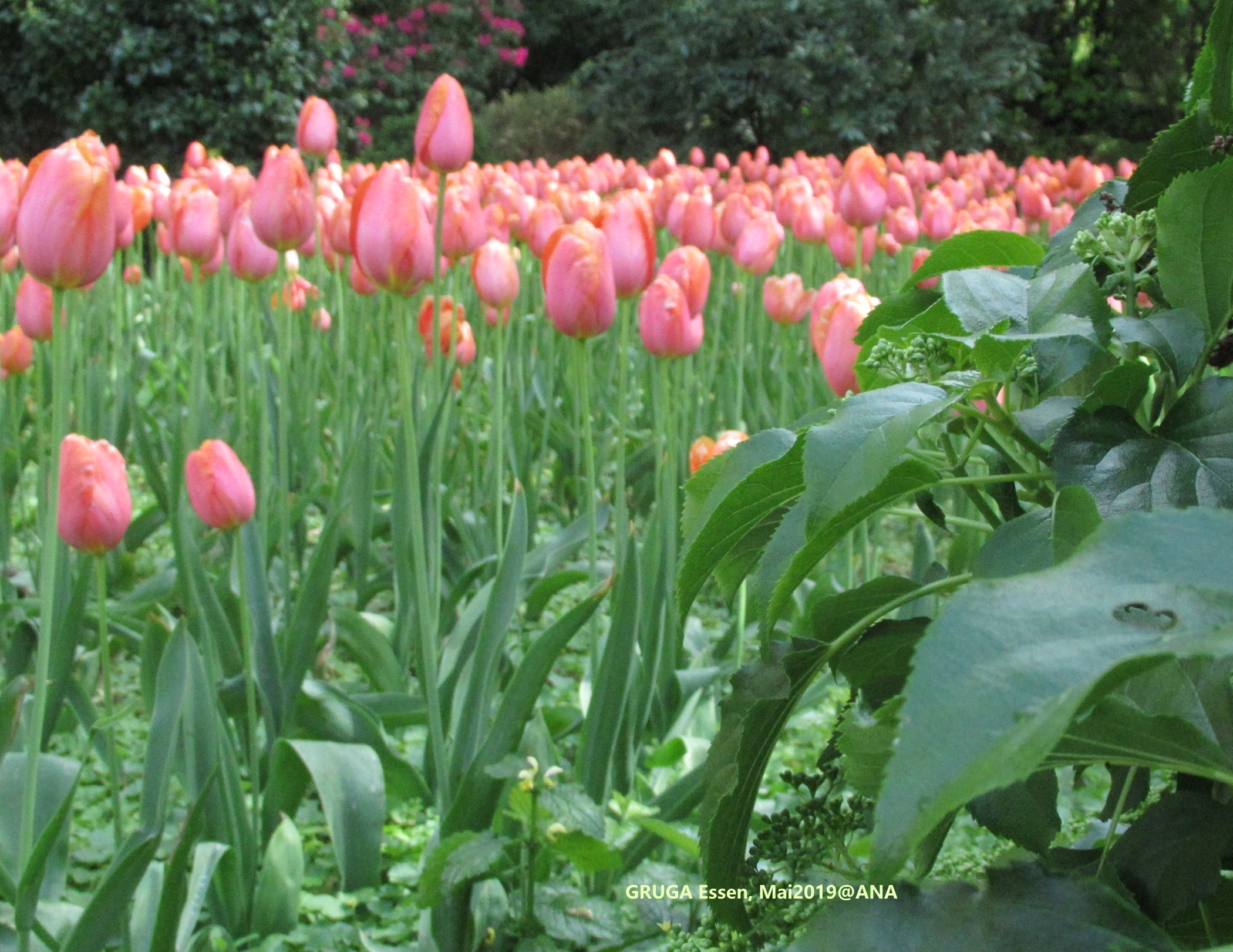 Tulpen... in der ESSENER´GRUGA´, Mai 2019@ANA
