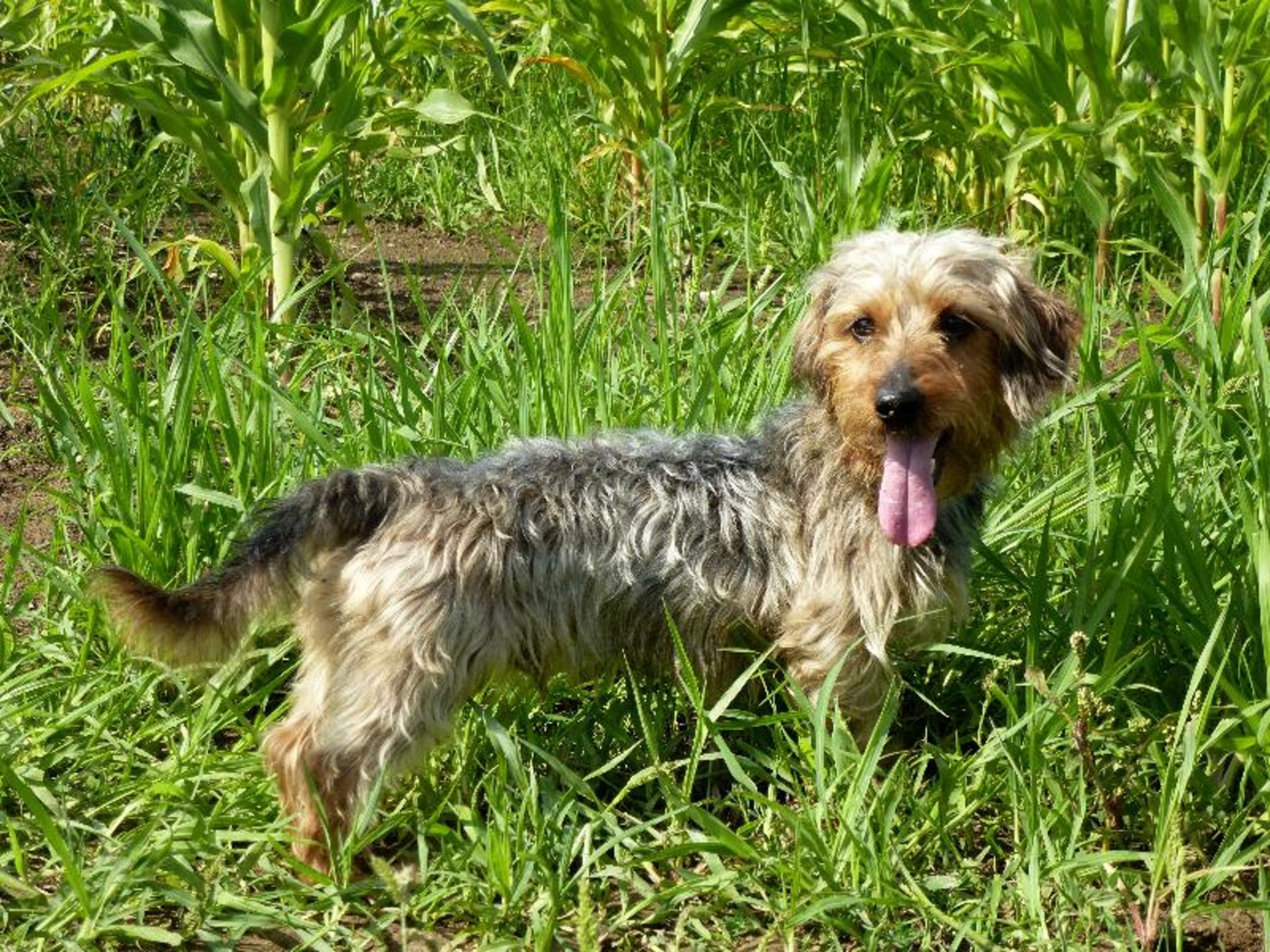 Vierbeiner der Woche Fito, kleiner Hund großer Charakter Kranenburg