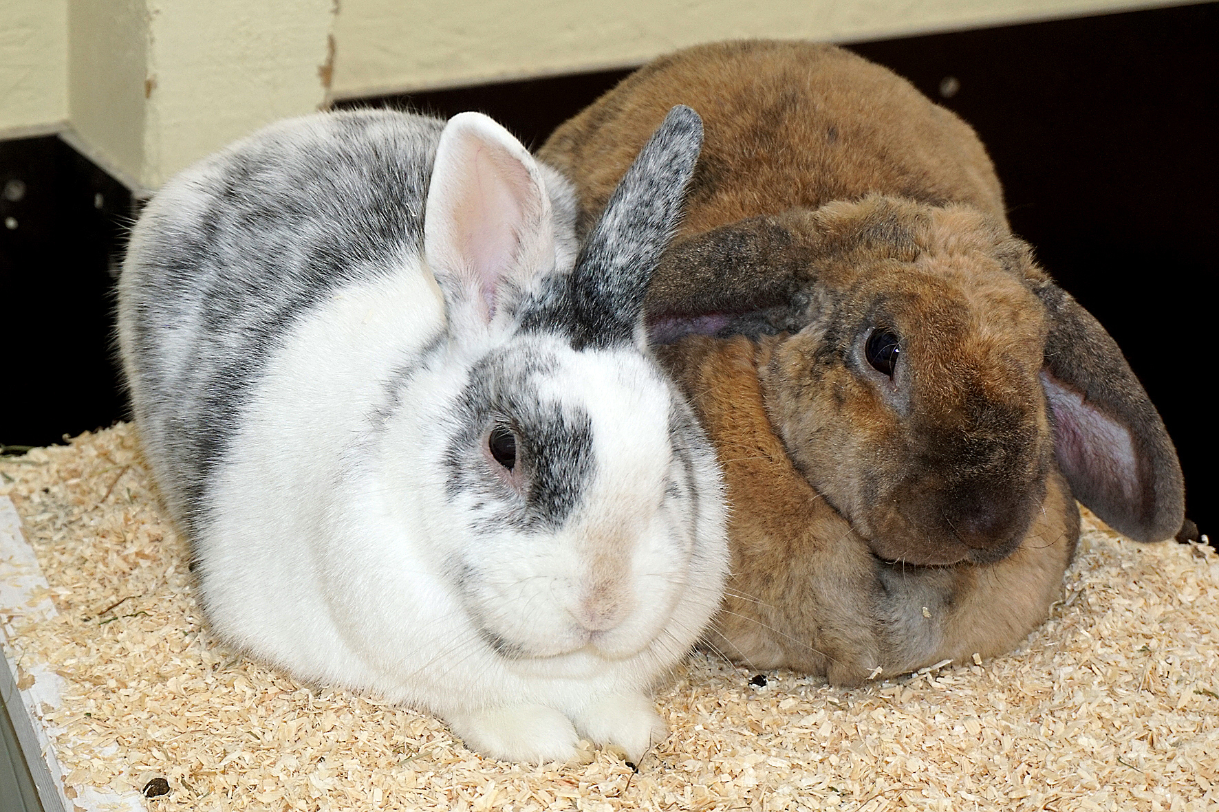 Die beiden Zwergkaninchen Lucky und Princess.