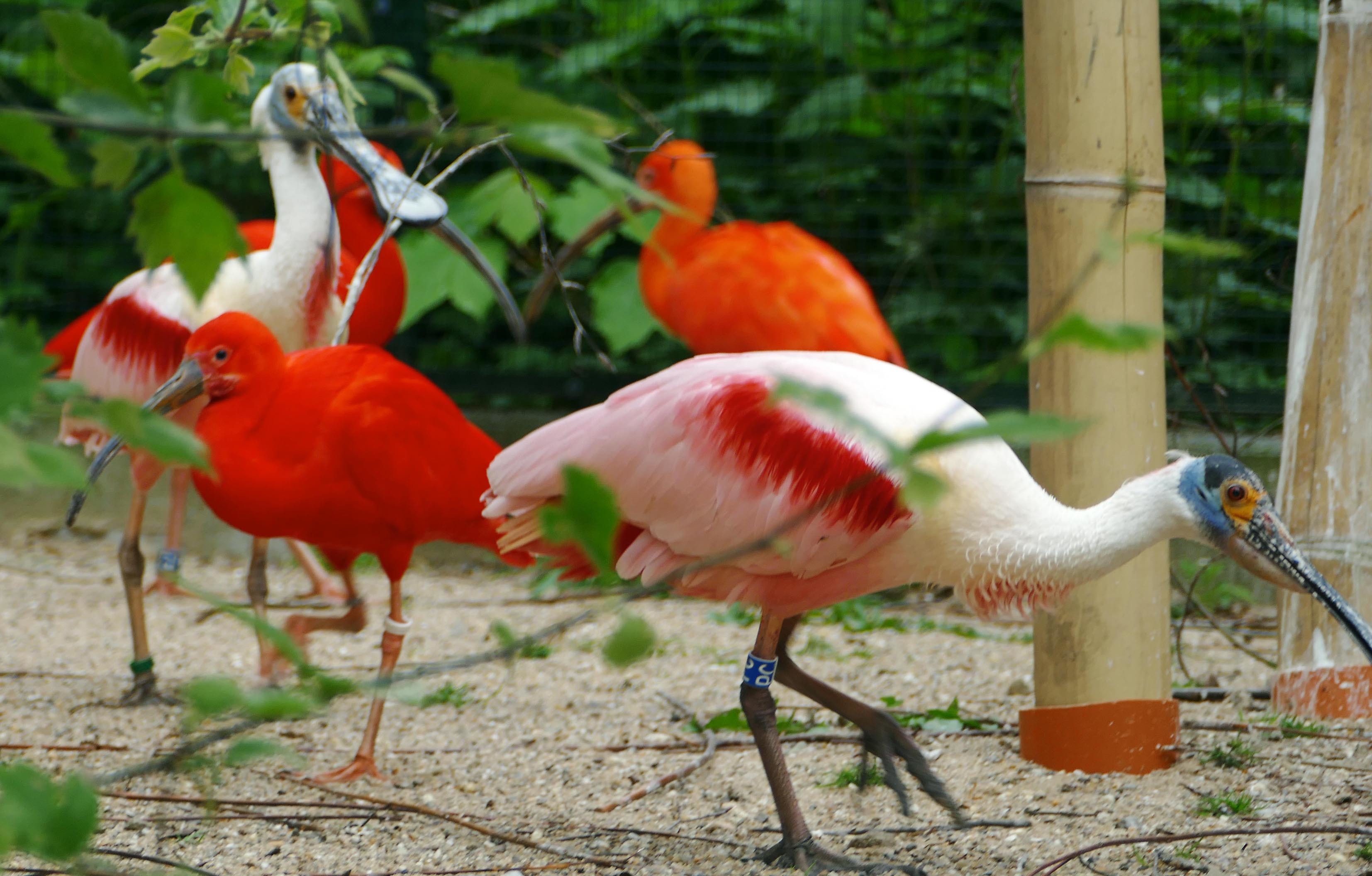 Die Scharlachsichler und die Rosa Löffler, beides Ibis-Vögel, haben ihre neue Voliere bezogen.
