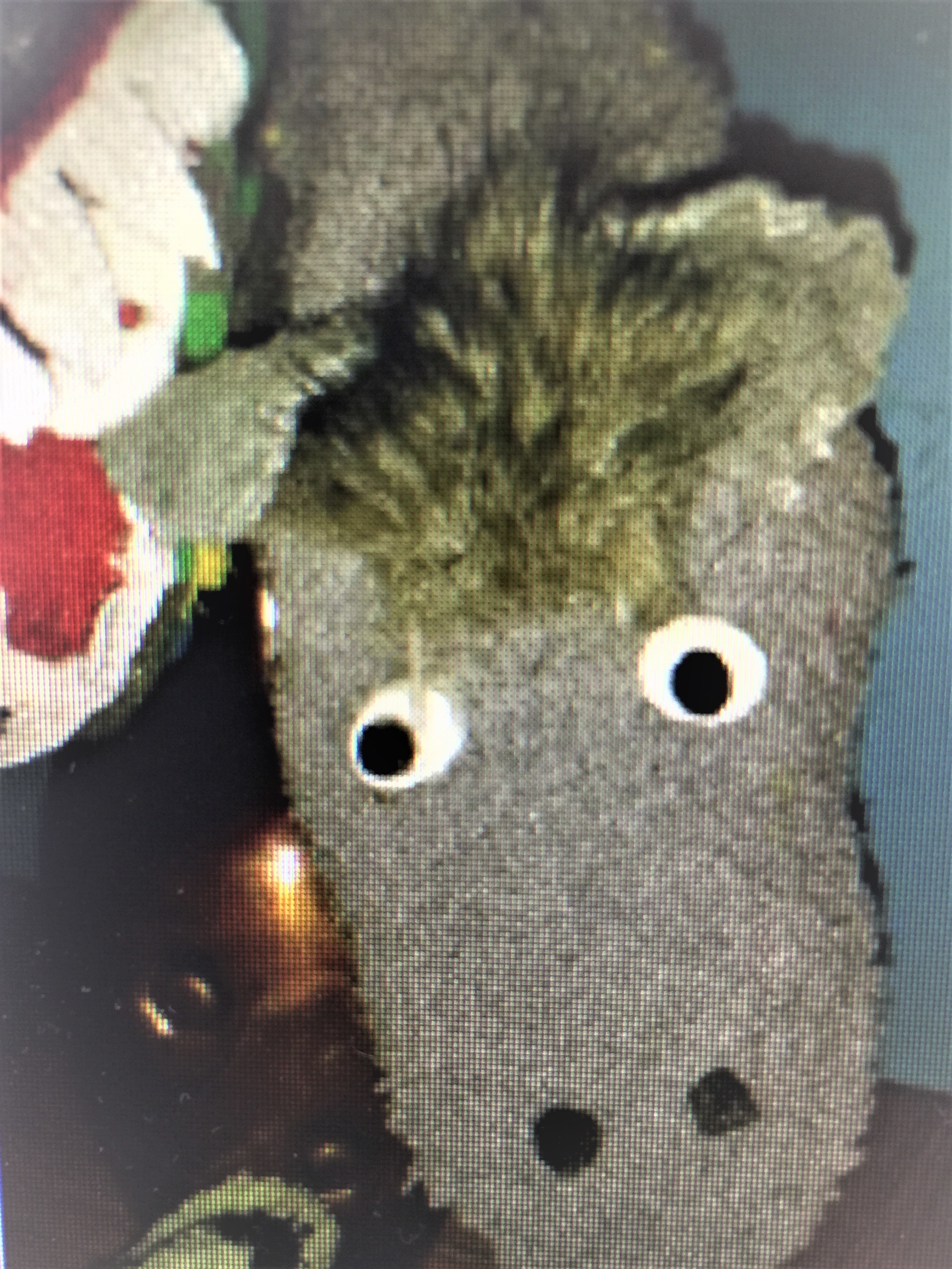 Bei der Veranstaltung "Coole Socken" werden Klappmaulpuppen gebastelt.