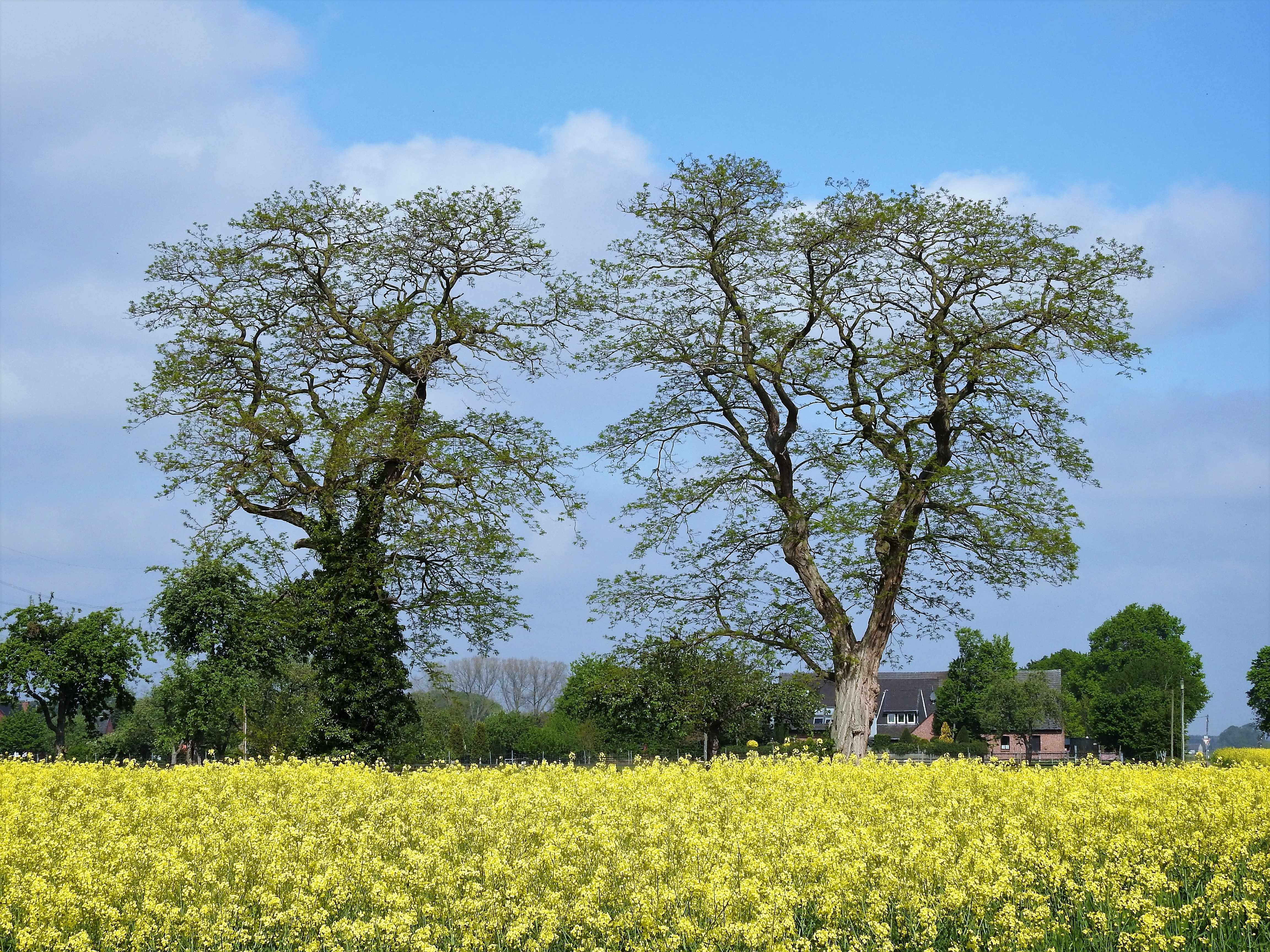 Rapsfelder und blauer Himmel, eine schöne Kombination