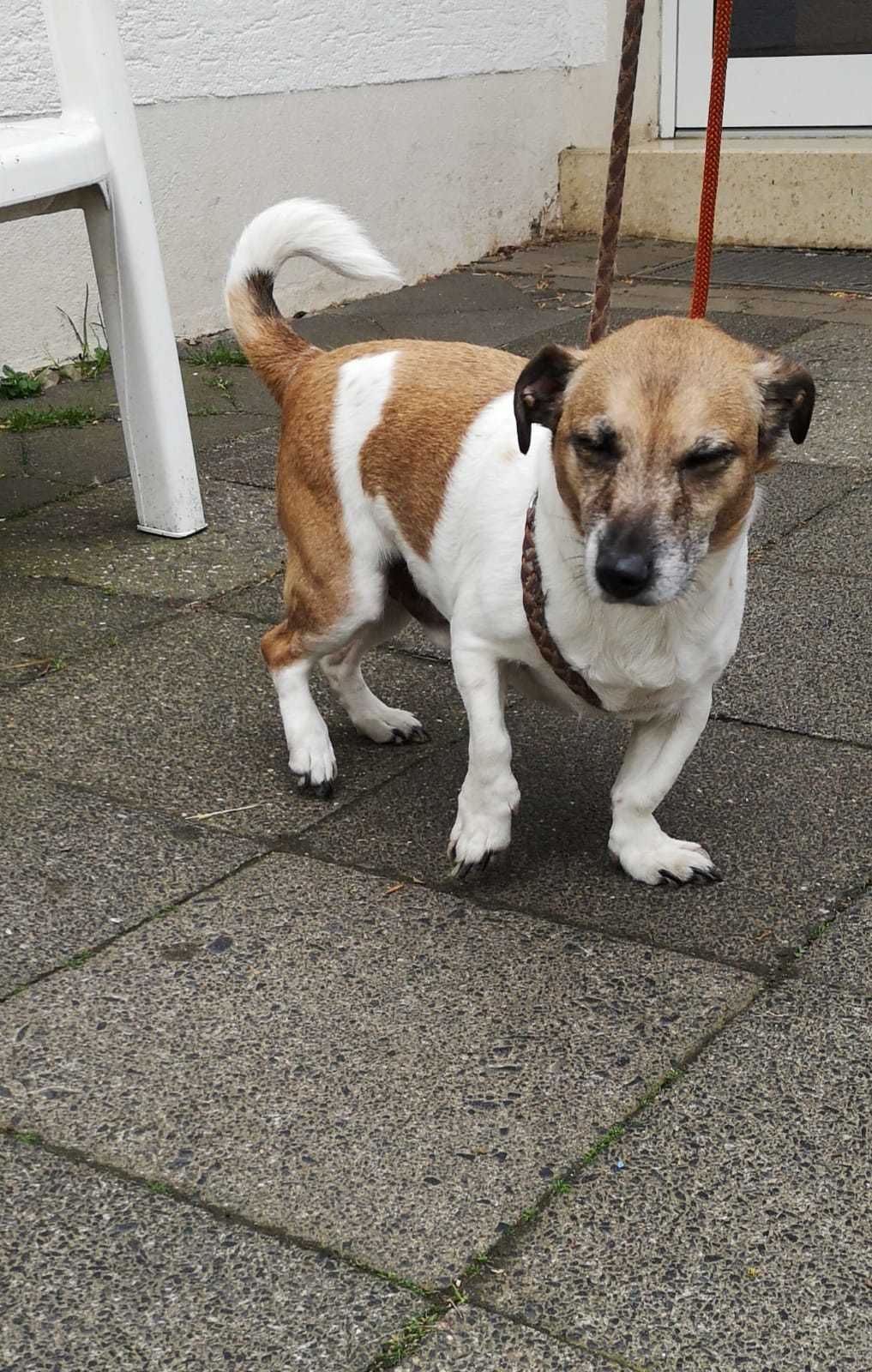 Am 1. Mai wurde ein Dackel-Jack-Russel-Mischling auf dem Ruhrtal-Radweg in Neheim aufgefunden.