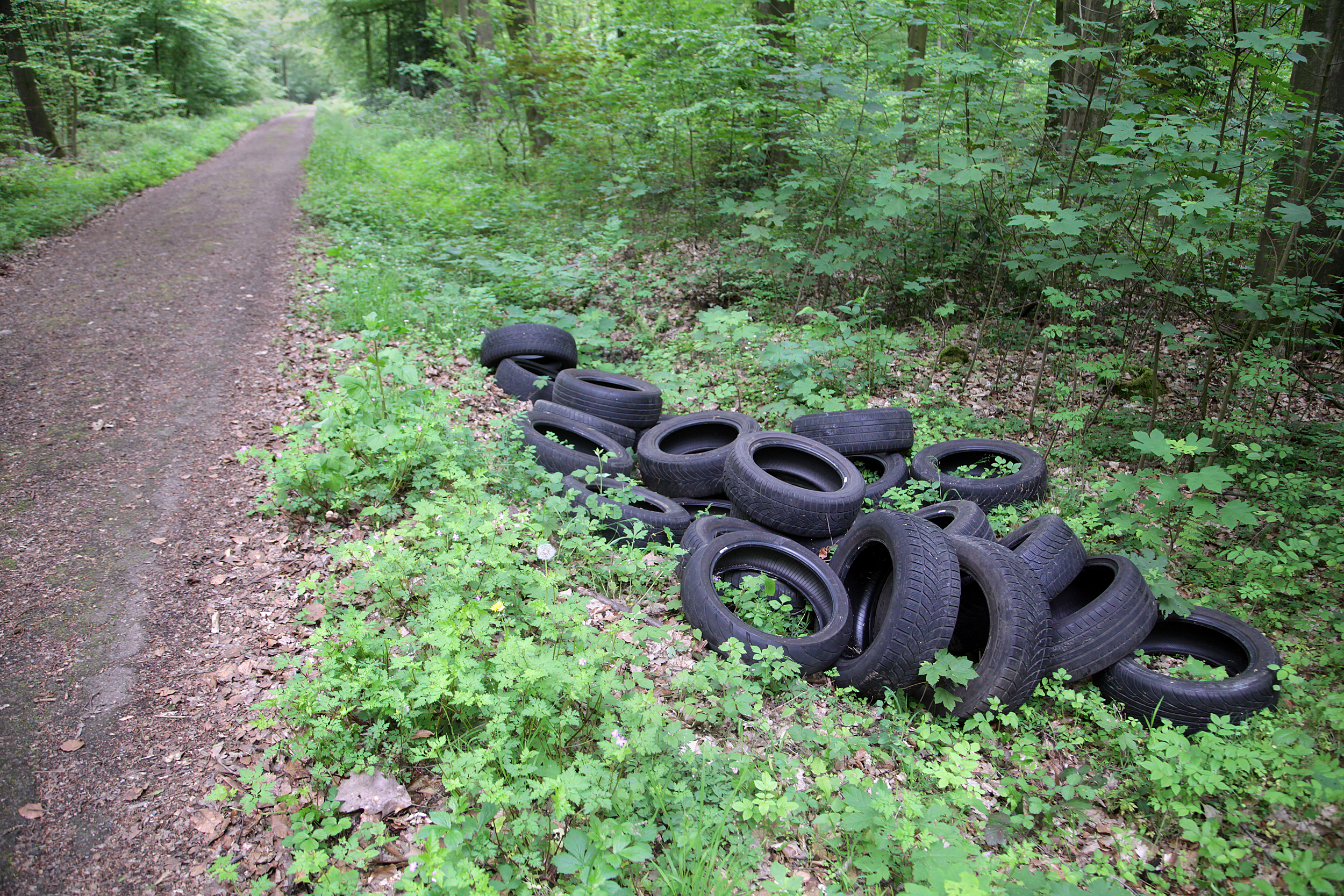 Die Täter fuhren erst über einen halben Kilometer in den Wald.