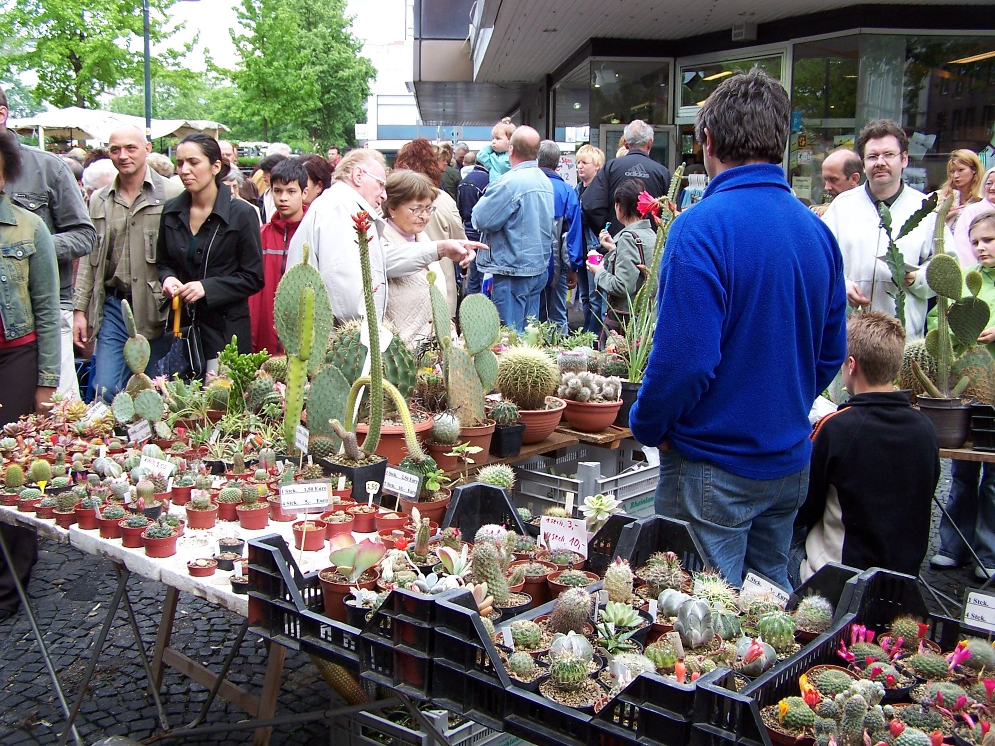 30.000 Besucher zum Blumenmarkt erwartet: Herten wird ein einziger riesiger Garten - Herten