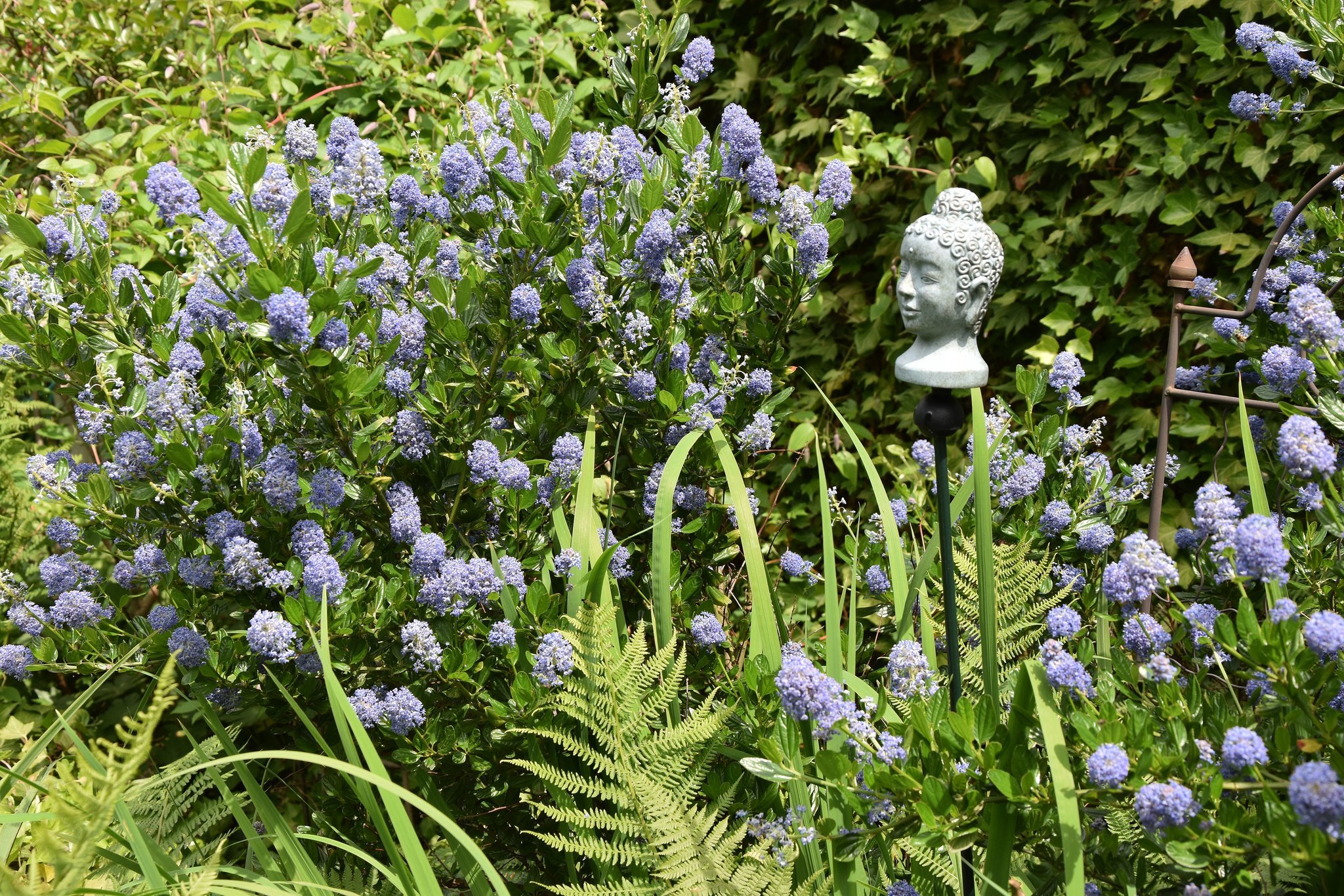 Die Säckelblume und viele andere Pflanzen kann man im Garten von Cornelia Brodersen auf der Margarethenhöhe blühen sehen.