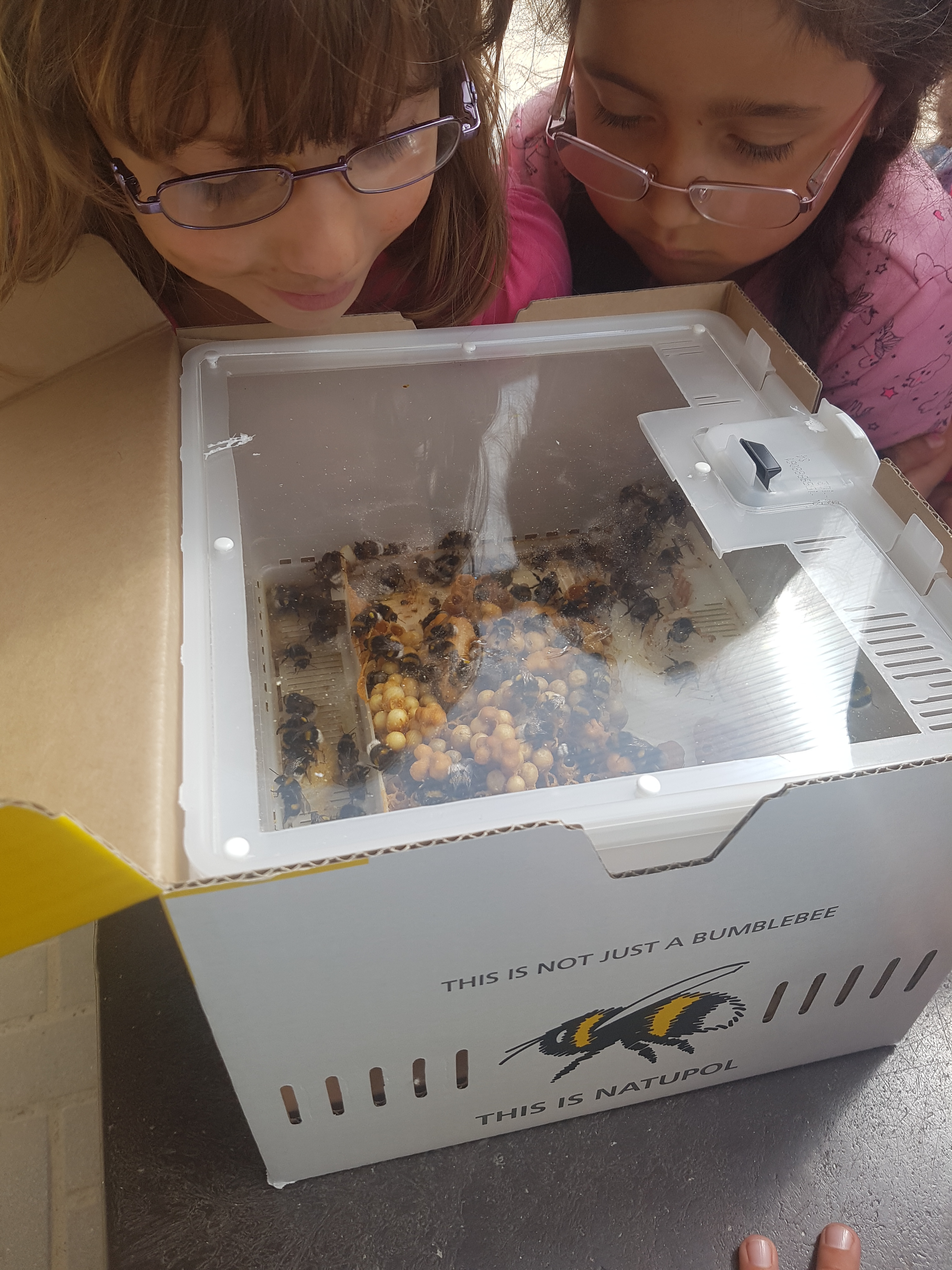 Die Kinder schauen den kleinen Hummeln zu, wie es beim Nestbau voran geht. Foto: Pusteblume e.V.