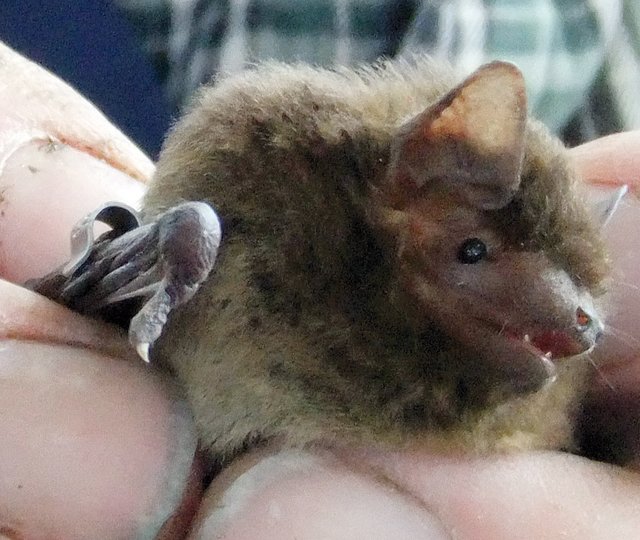 Fledermäuse haben in ihrem Insektenfressergebiss nadelspitze Zähne, mit denen sie empfindlich tief beißen können. Foto: Archiv