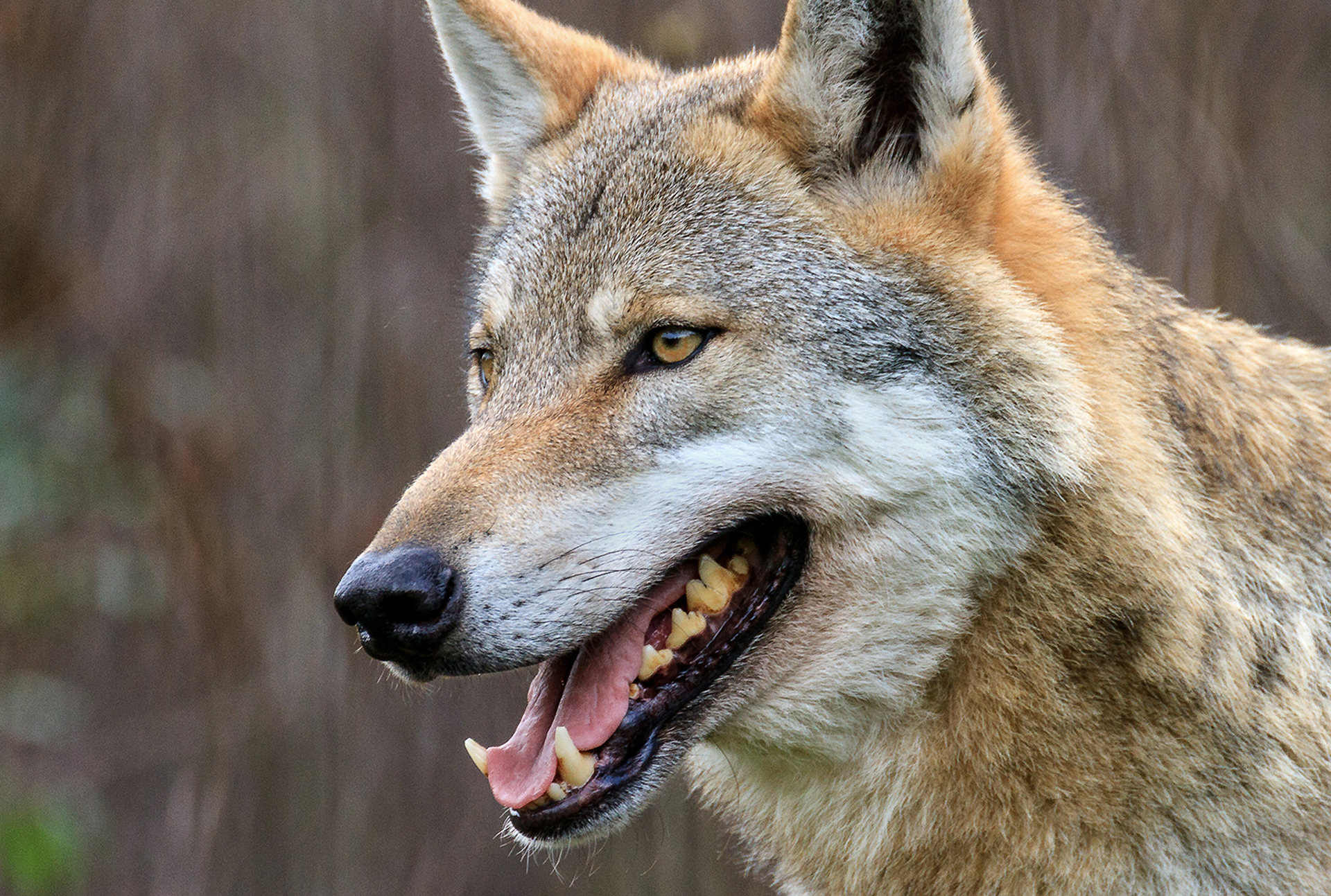 Leser berichten von mehreren Wolfs-Sichtungen im Kreis Unna.