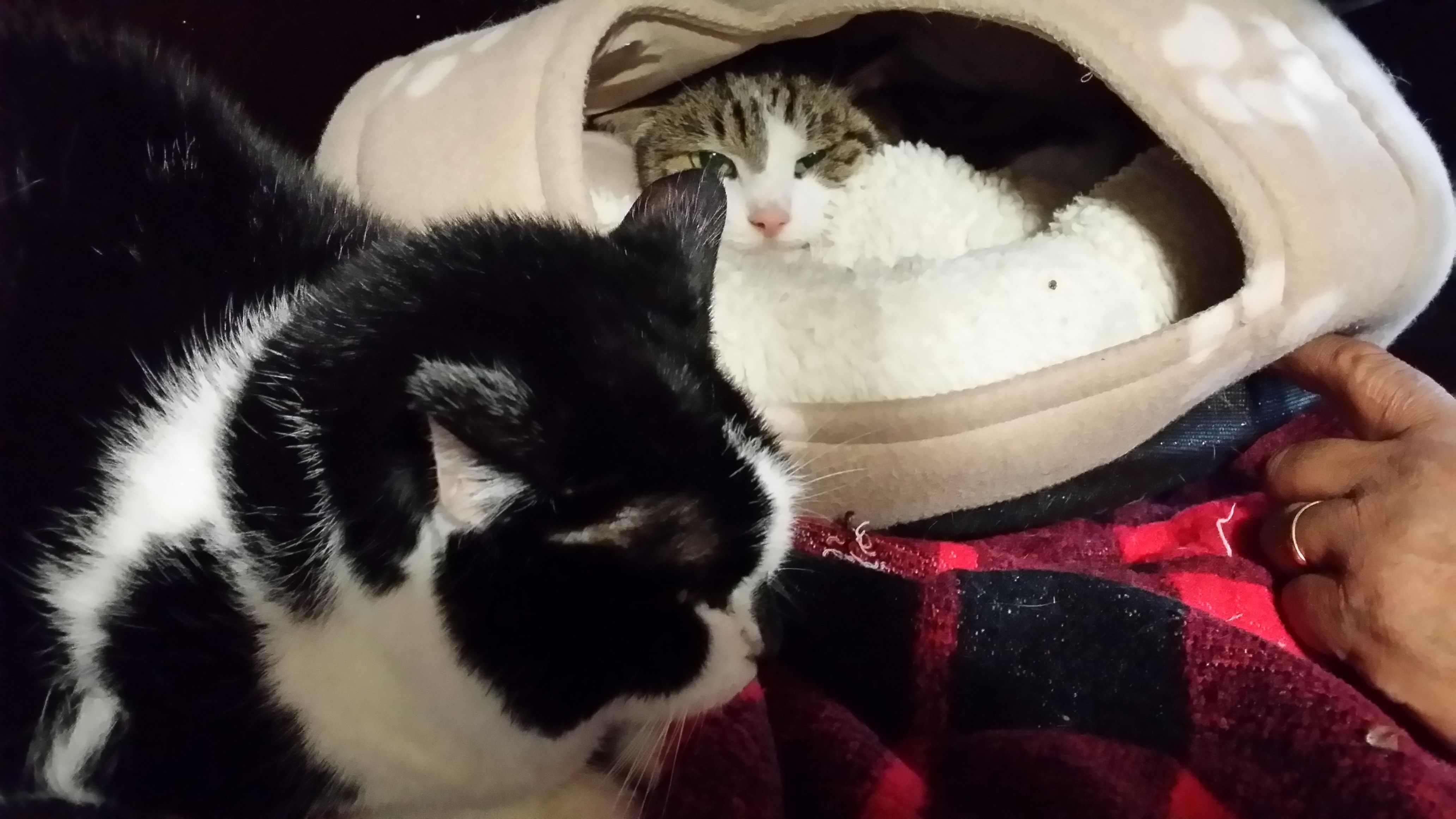 Olga und Fluffy warten beim Tierschutzverein Unna einen neuen Dosenöffner.