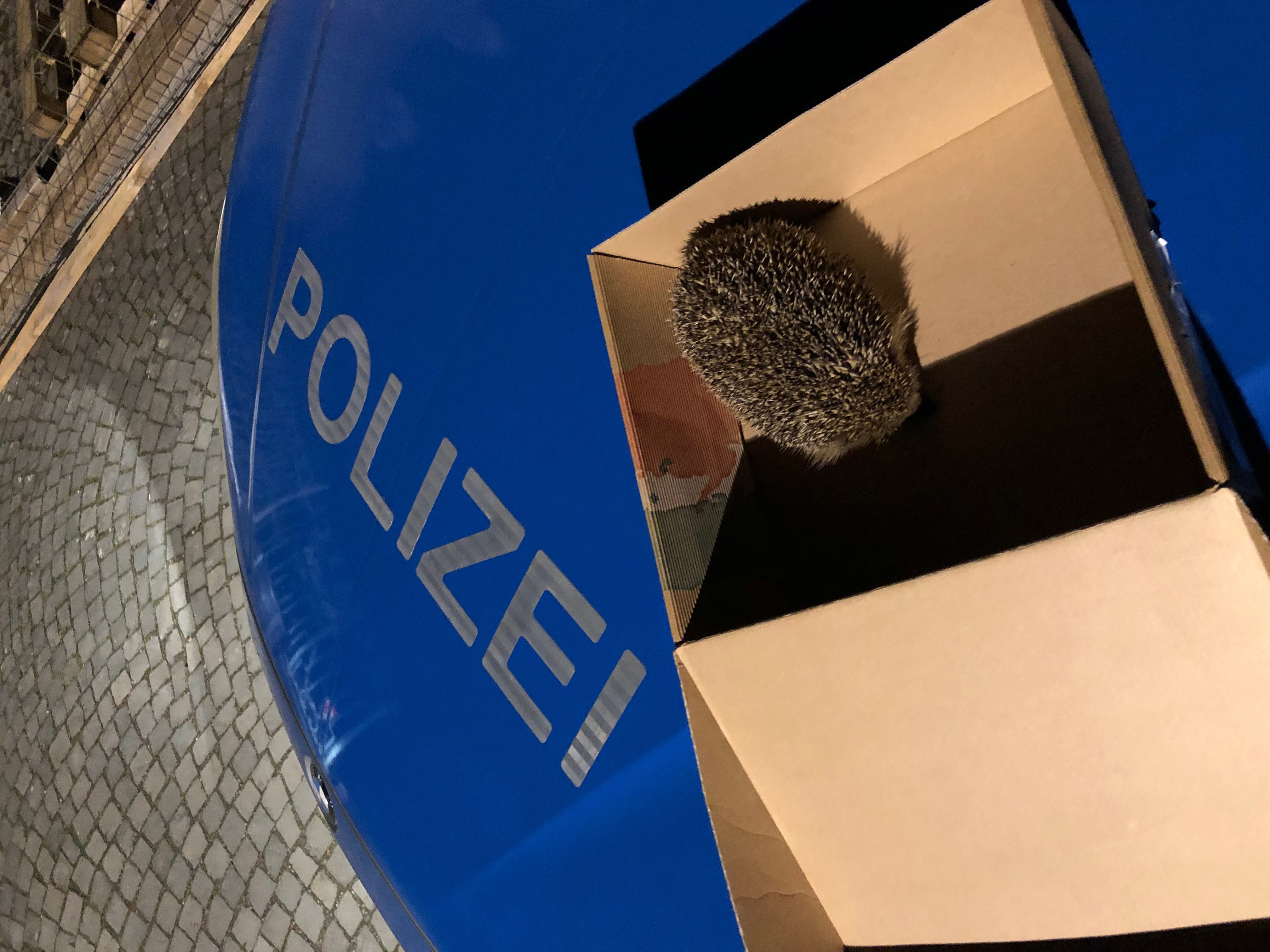 Der Igel nach der Rettungsaktion ... Foto: Polizei Düsseldorf