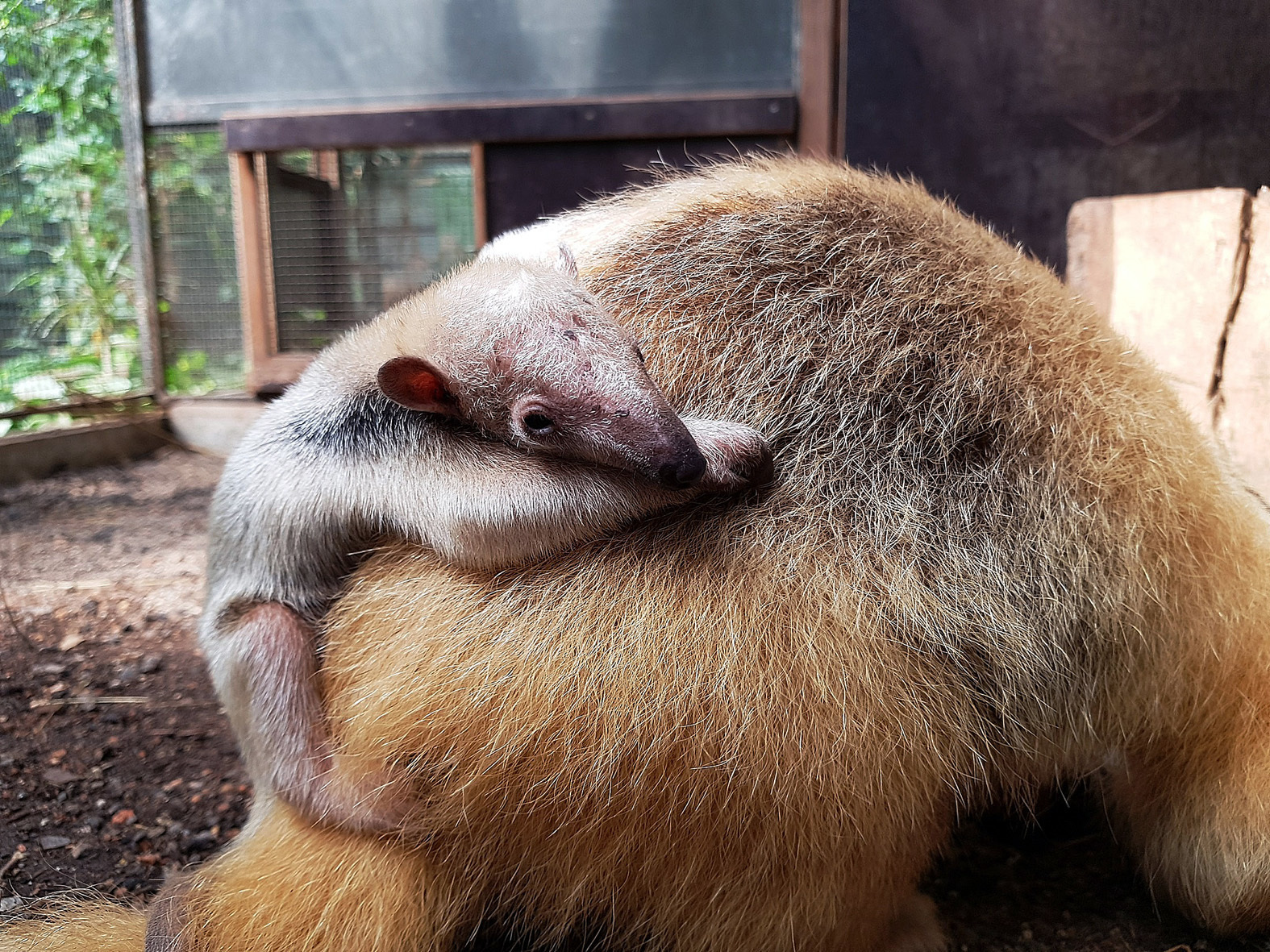 Immer fest an Mama krallen: Der kleine Tamandua-Junge geht erstmal auf Nummer sicher.