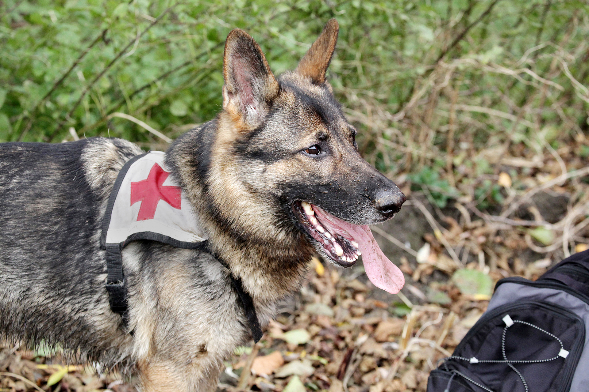 Hunde, die speziell für die Suche nach Vermissten ausgebildet sind - hier ein Themenbild - kommen noch in der Nacht zu Mittwoch zum Einsatz.