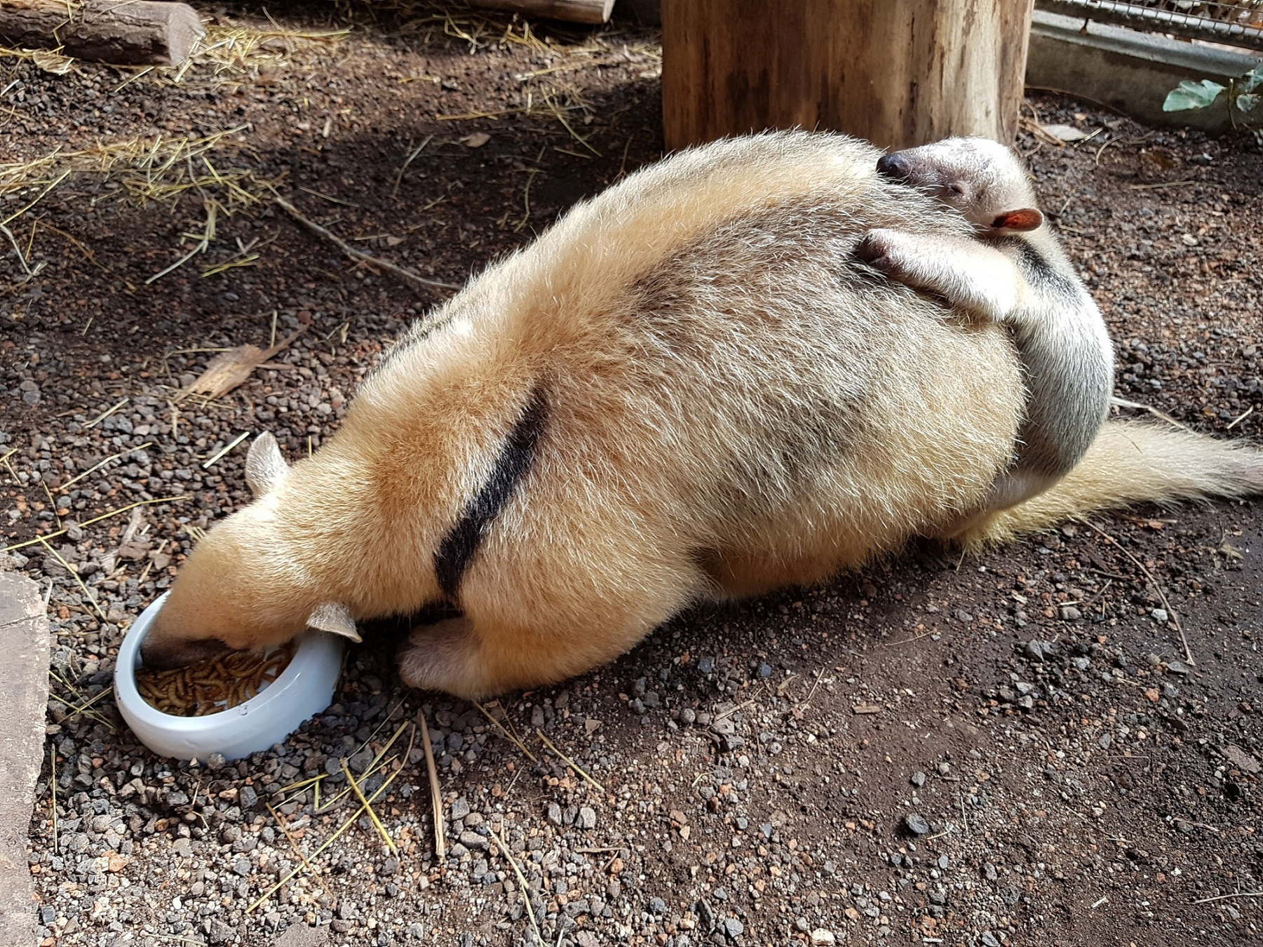 In der freien Wildbahn sind Tamanduas vom Aussterben bedroht.