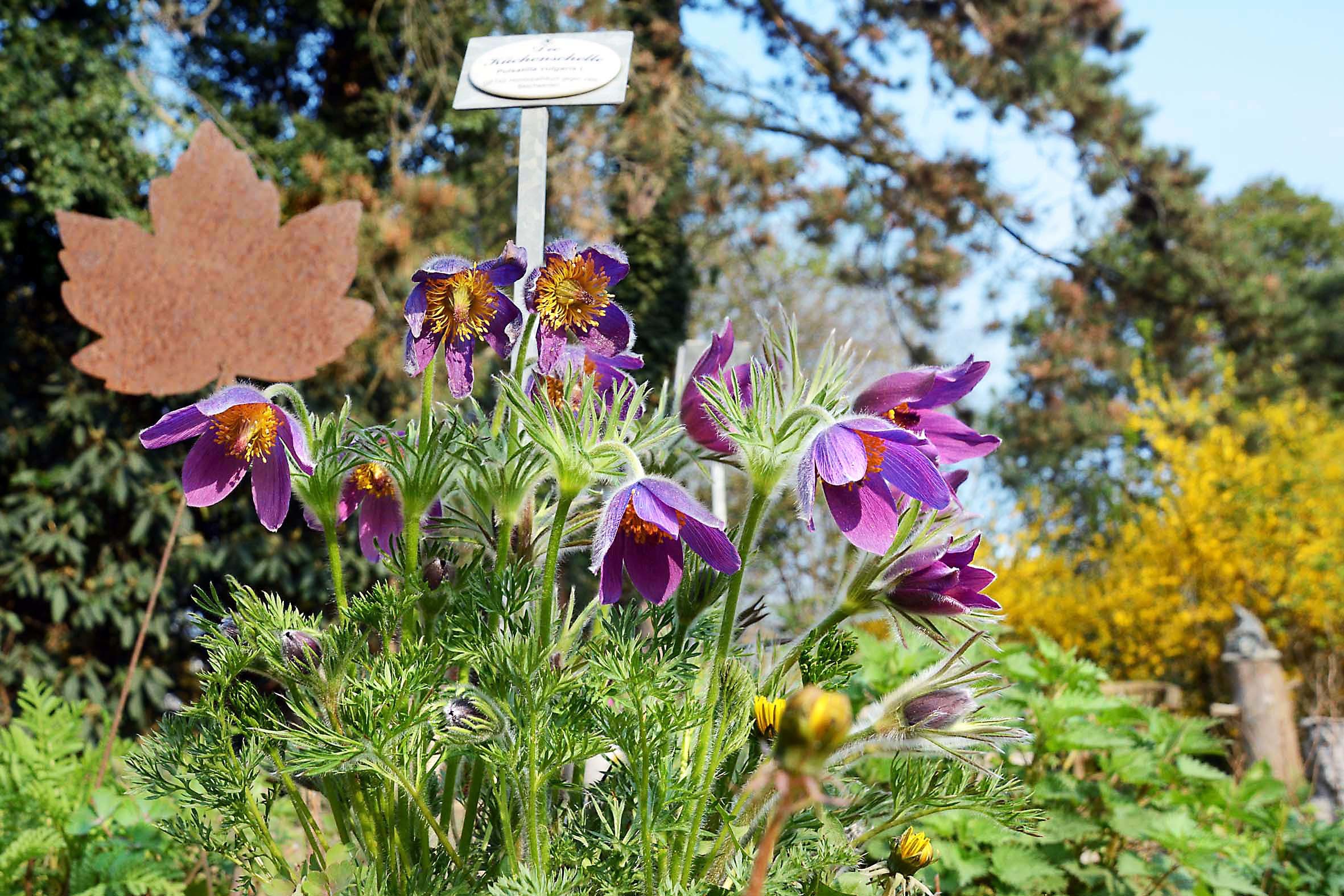 Die Küchenschelle ist eine der ersten im Jahresverlauf im Kirchderner Garten blühenden Heilpflanzen. Allerdings ist sie giftig.