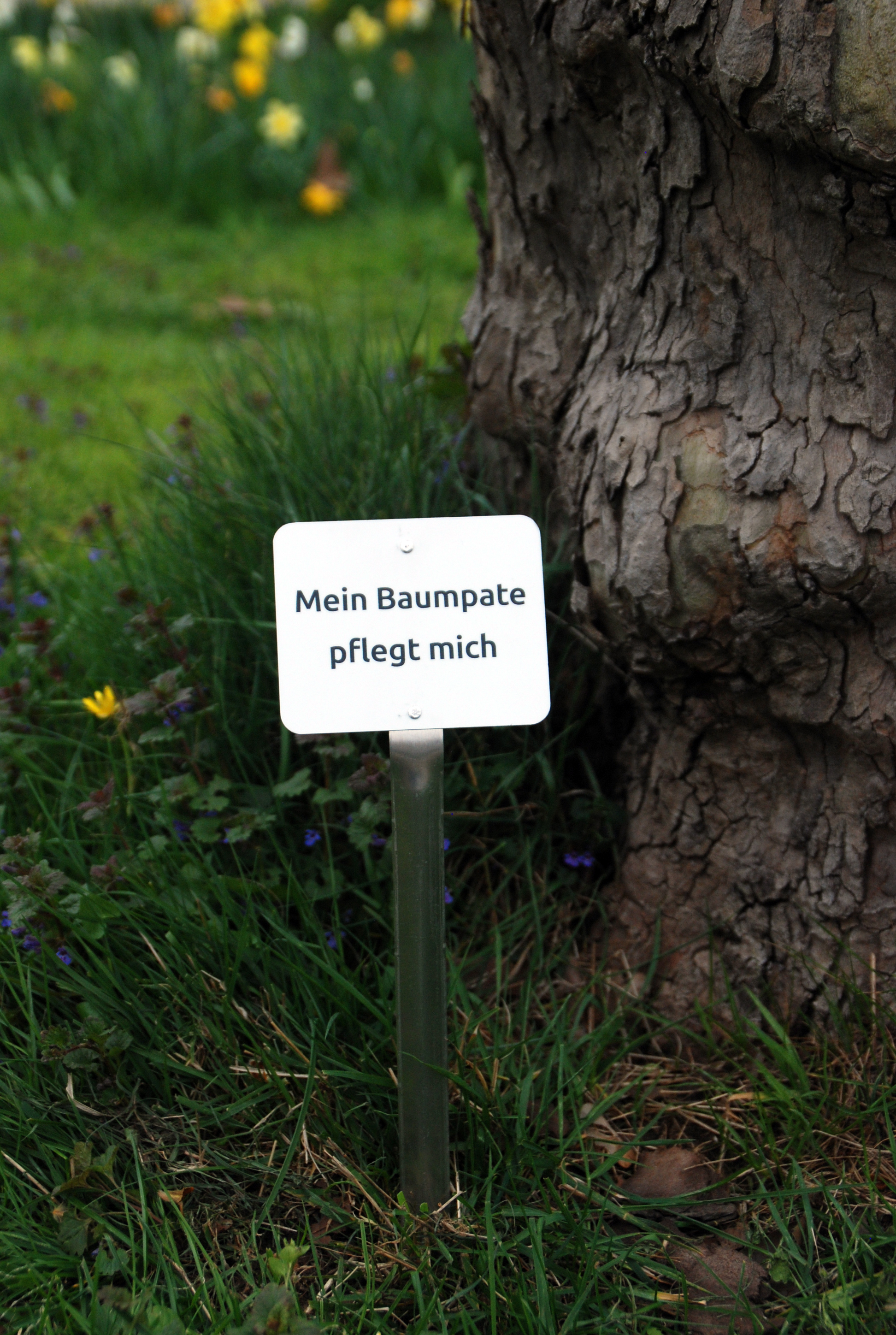 Das Schild mit der Aufschrift "Mein Baumpate pflegt mich" verhindert versehentliches Abmähen des Aufwuchses an der Baumscheibe