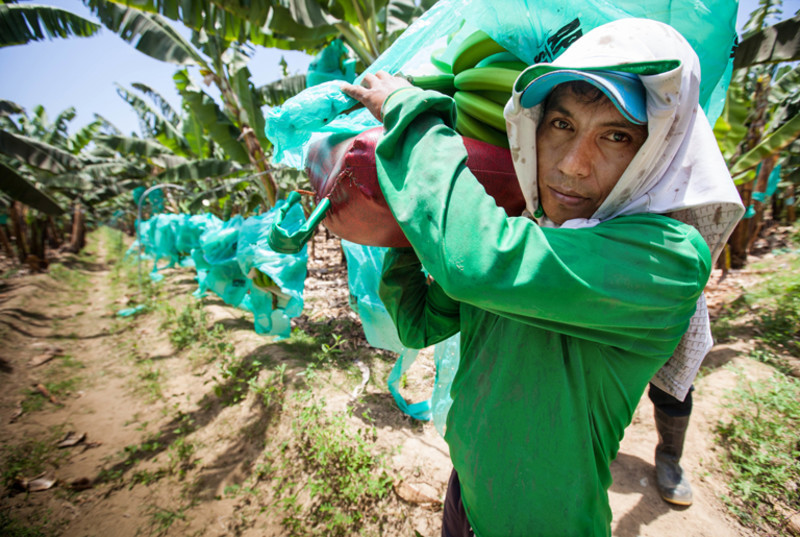 Peru ist eines der wichtigsten Lieferländer für faire Bananen. 92.000 Tonnen der Südfrucht wurden 2018 mit Fairtrade-Siegel verkauft, rund 13 Prozent aller Bananen auf dem deutschen Markt.
