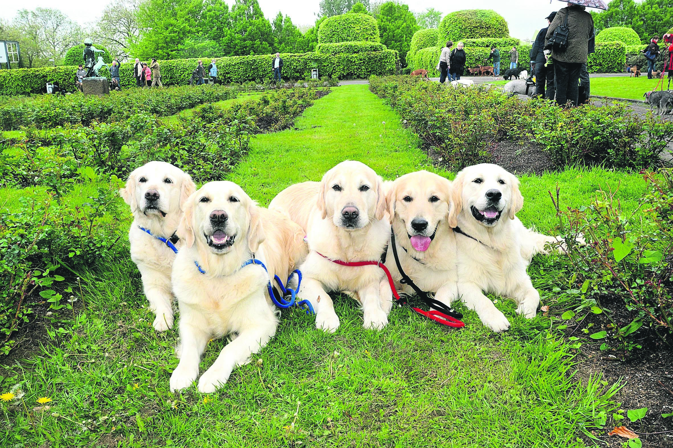 Zur Europasieger- und Frühjahrssieger-Ausstellung des VDH kommen über 7.300 Rassehunde zusammen.