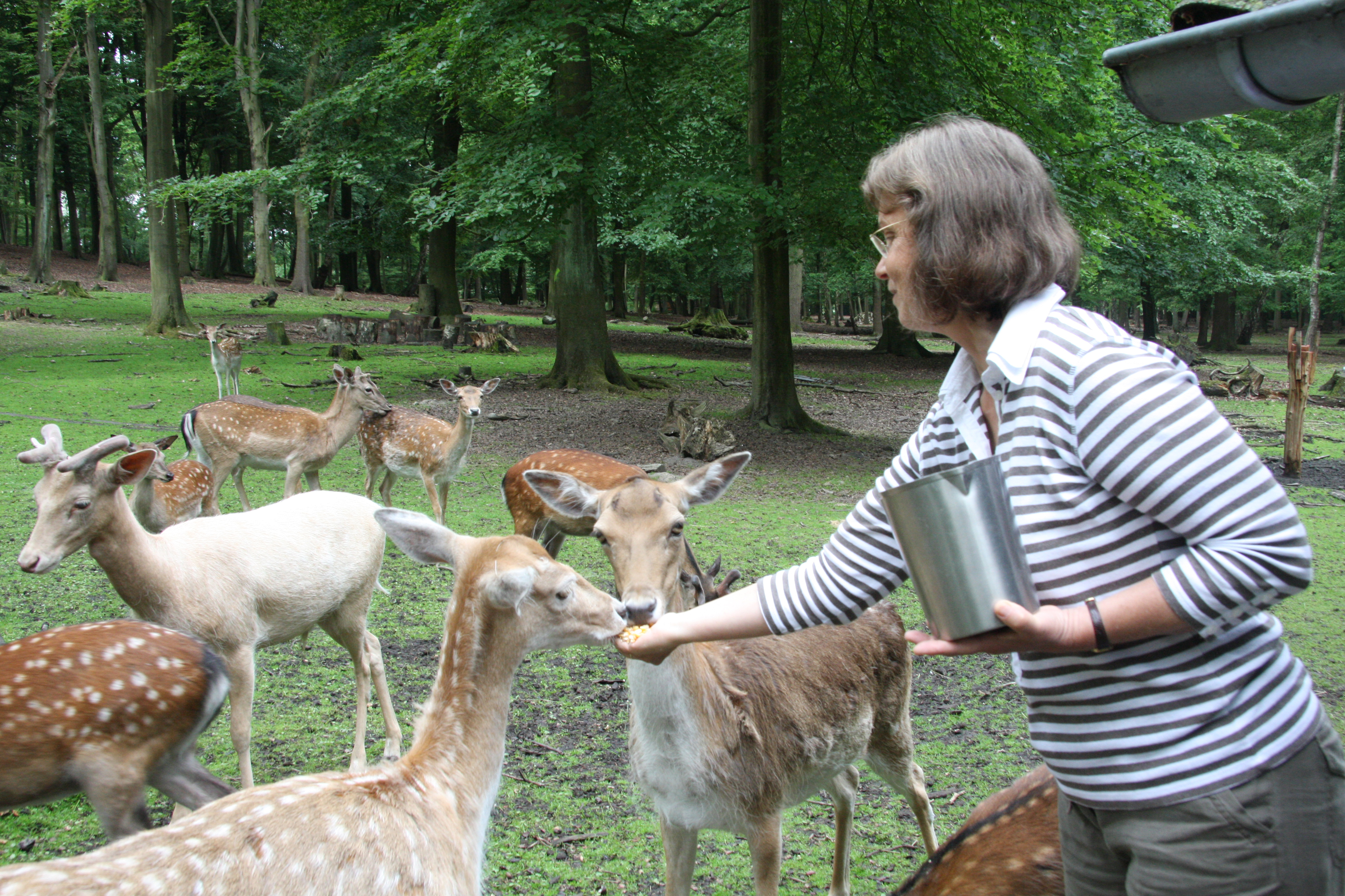 Mit dem Wildgehege verbindet Marianne Scheer eine besondere Beziehung. "Ich habe die Geschichte von Anfang an miterlebt", sagt sie. Foto: Archiv