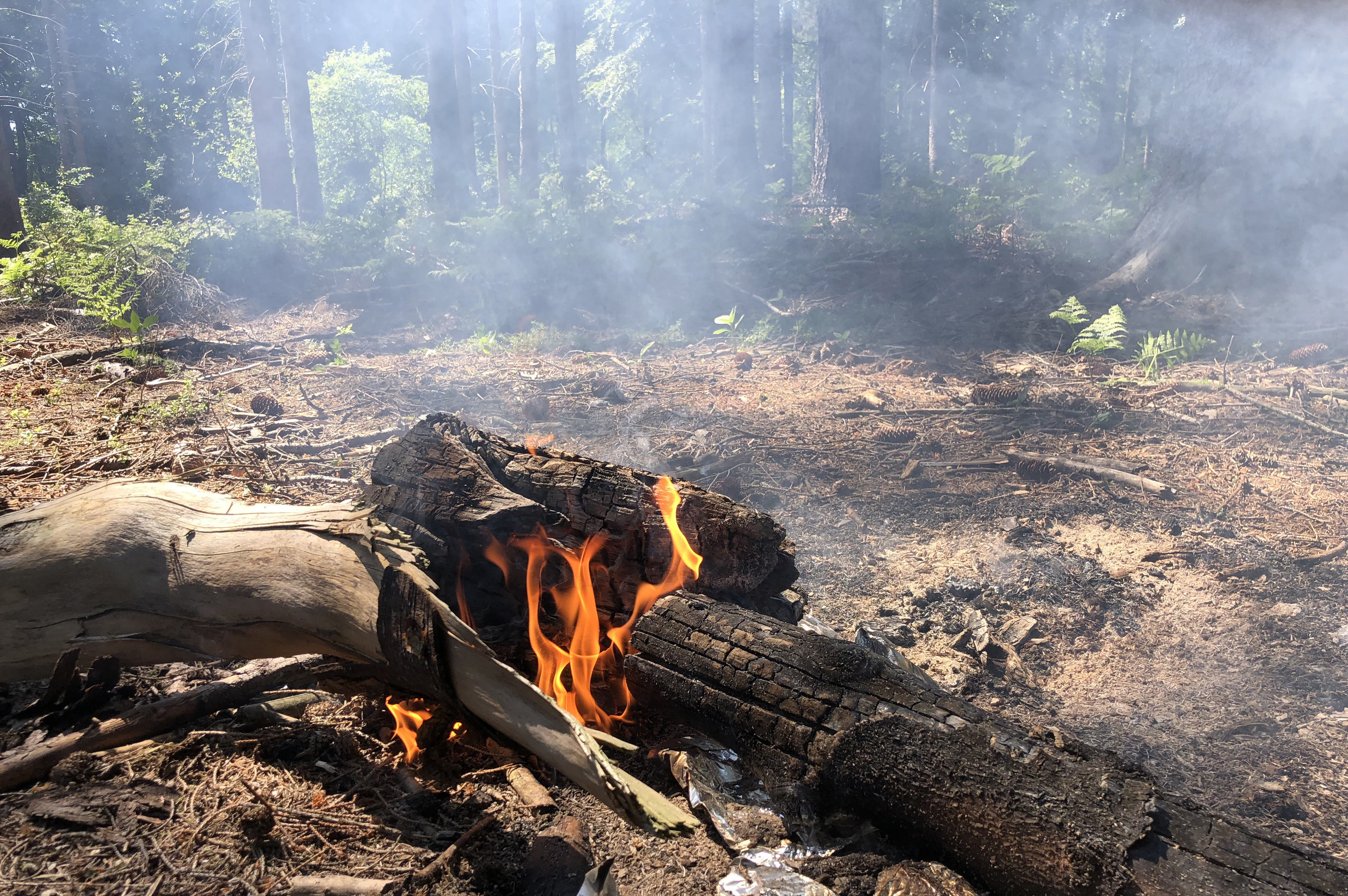 Gleich zwei Brände in Waldbereichen mussten gestern (15. Mai) von der Feuerwehr gelöscht werden.