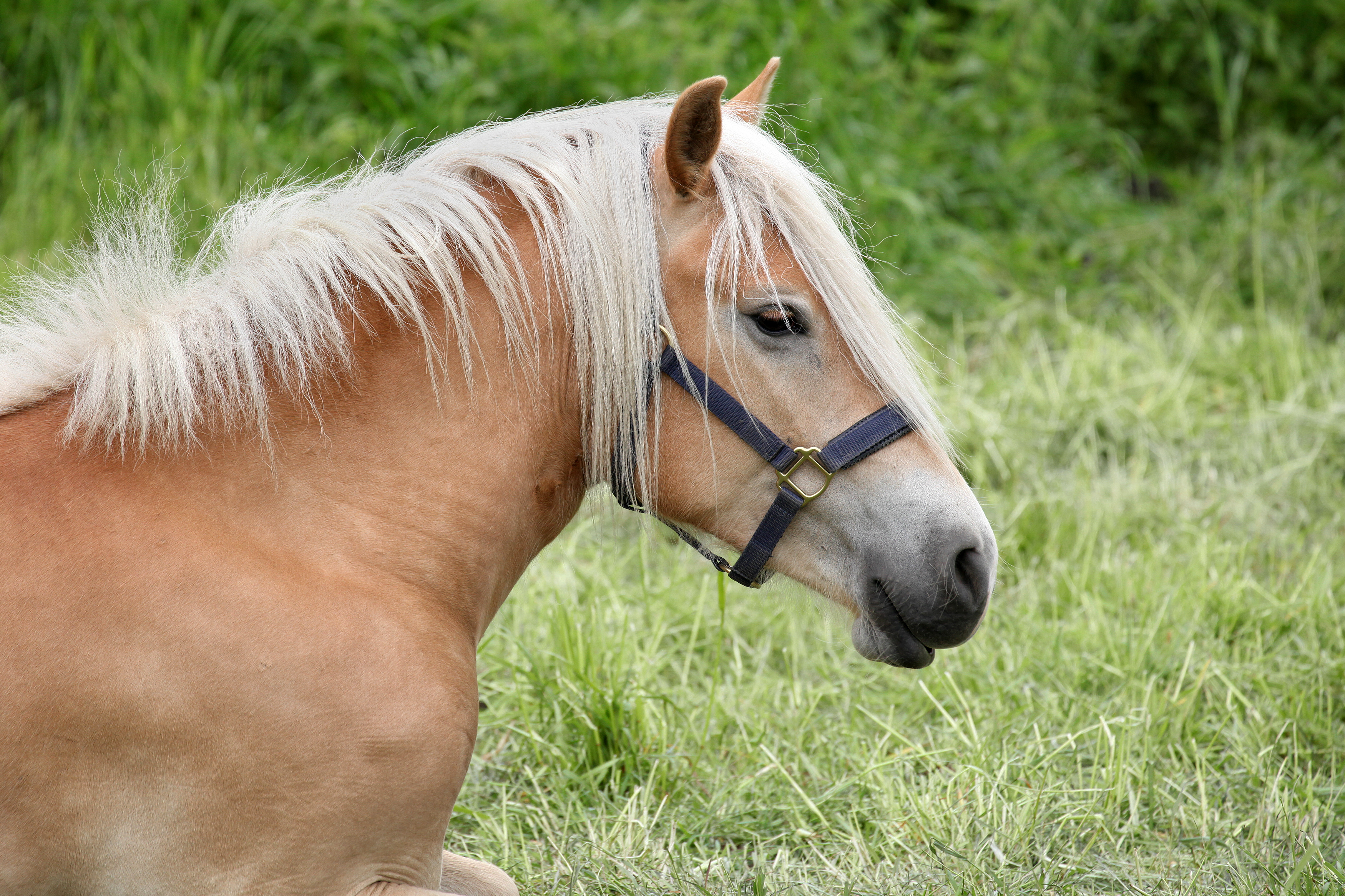 Finger weg von unseren Pferden - die Halter setzen nun auf Überwachung.