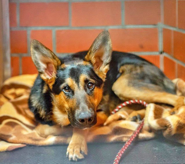 783: Rüde; gefunden am 14. Mai. Ein genauer Fundort ist leider nicht bekannt, da der Hund auf der Polizeiwache abgegeben wurde.