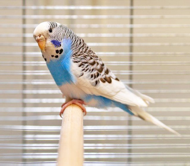 774: Wellensittich, weiblich; gefunden am 14. Mai an der Nöggerathstraße in Frohnhausen