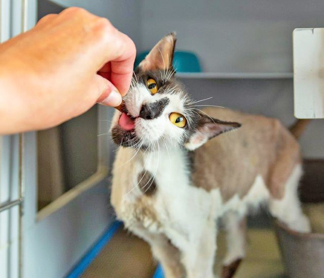 759: Katze, weiblich; gefunden am 13. Mai an der Daniel-Eckhardt-Straße/Gladbecker Straße in Vogelheim. Die Katze hat ein Gewicht von etwas über einem Kilo und ist fast nackt. Es könnte sein, dass sie über einen längeren Zeitraum eingesperrt war.
