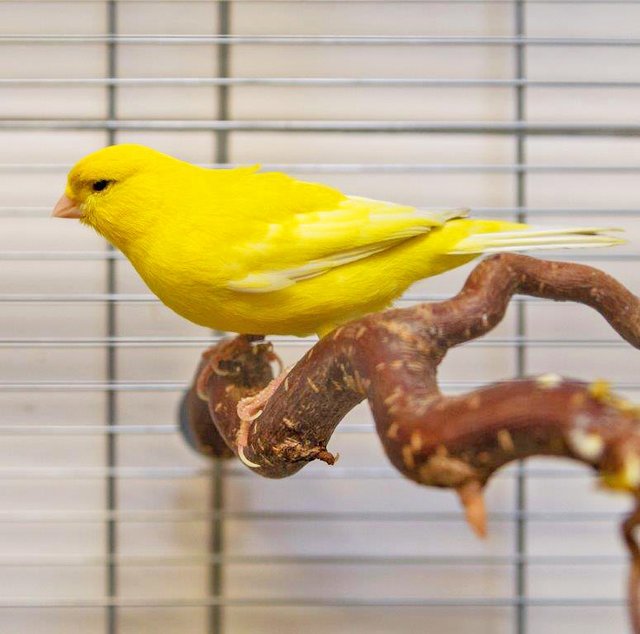 776: Kanarienvogel; gefunden am 14. Mai am Middeldorper Weg in Katernberg