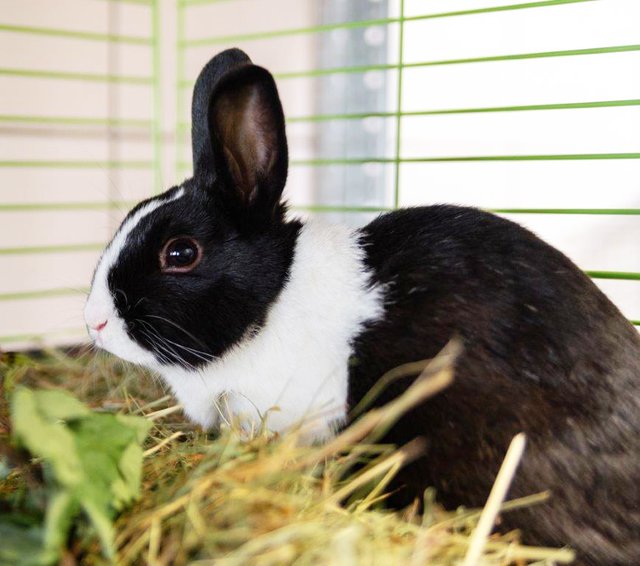 750: Kaninchen, männlich; gefunden am 13. Mai an der Lentorfstraße in Kray