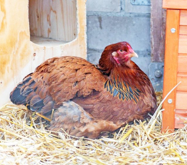 777: Huhn; gefunden am 15. Mai am Sulterkamp in Bergeborbeck